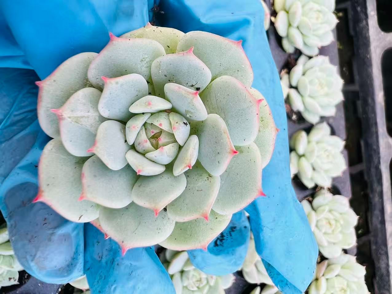 新入荷 デレンベルギー×105苗 多肉植物 土根付き エケベリア セダム
