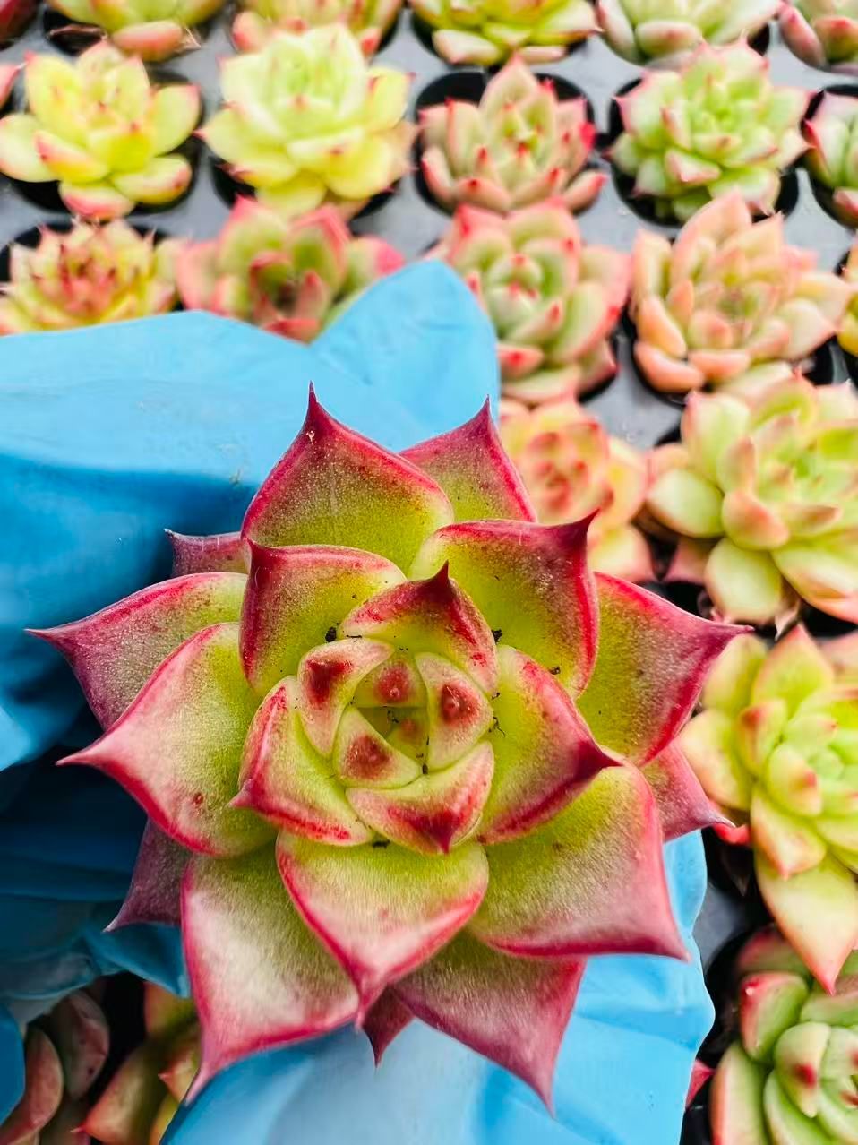 新入荷 ホワイトマルガン×128苗 多肉植物 土根付き エケベリア セダム