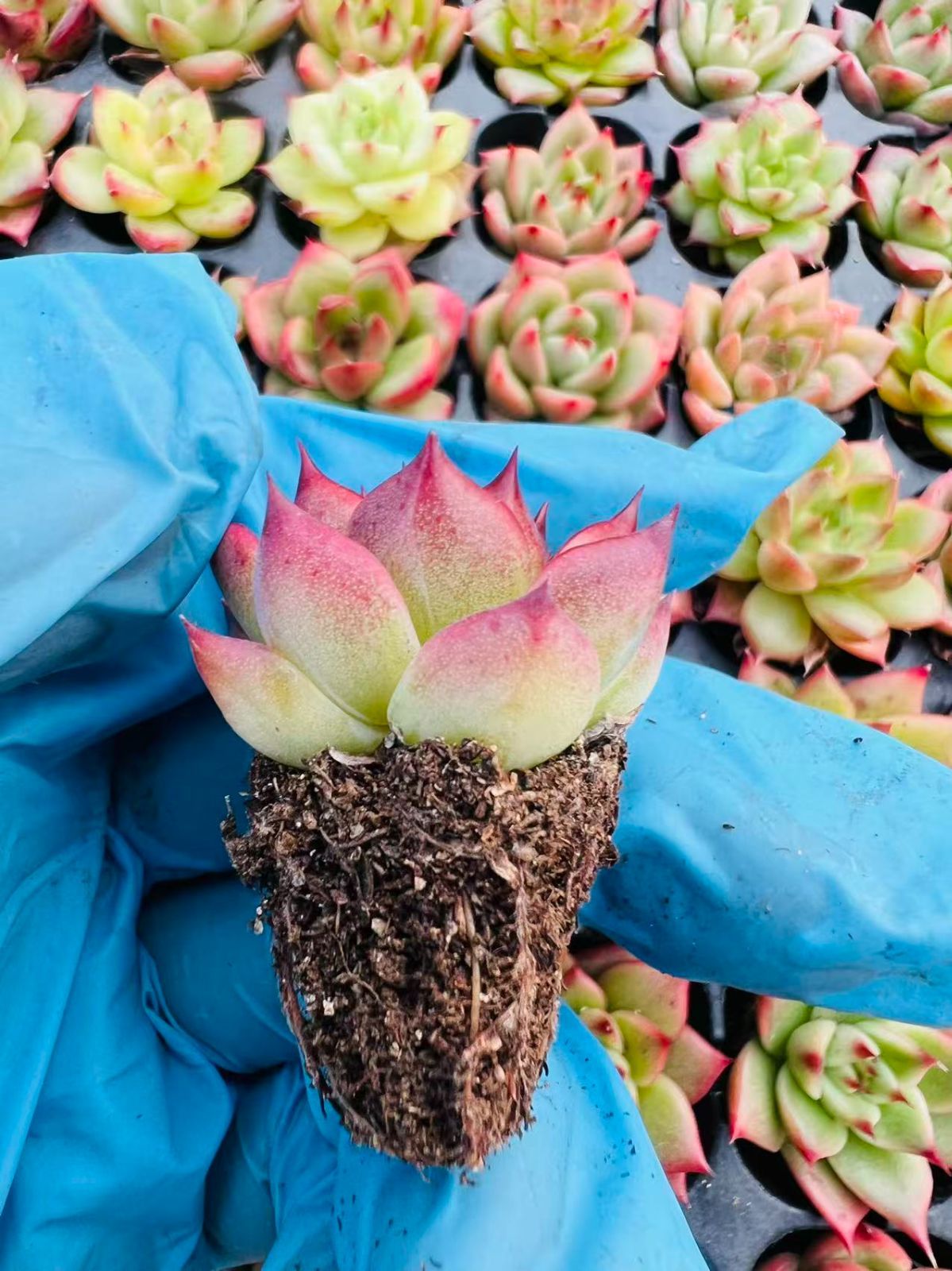 新入荷 ホワイトマルガン×128苗 多肉植物 土根付き エケベリア セダム