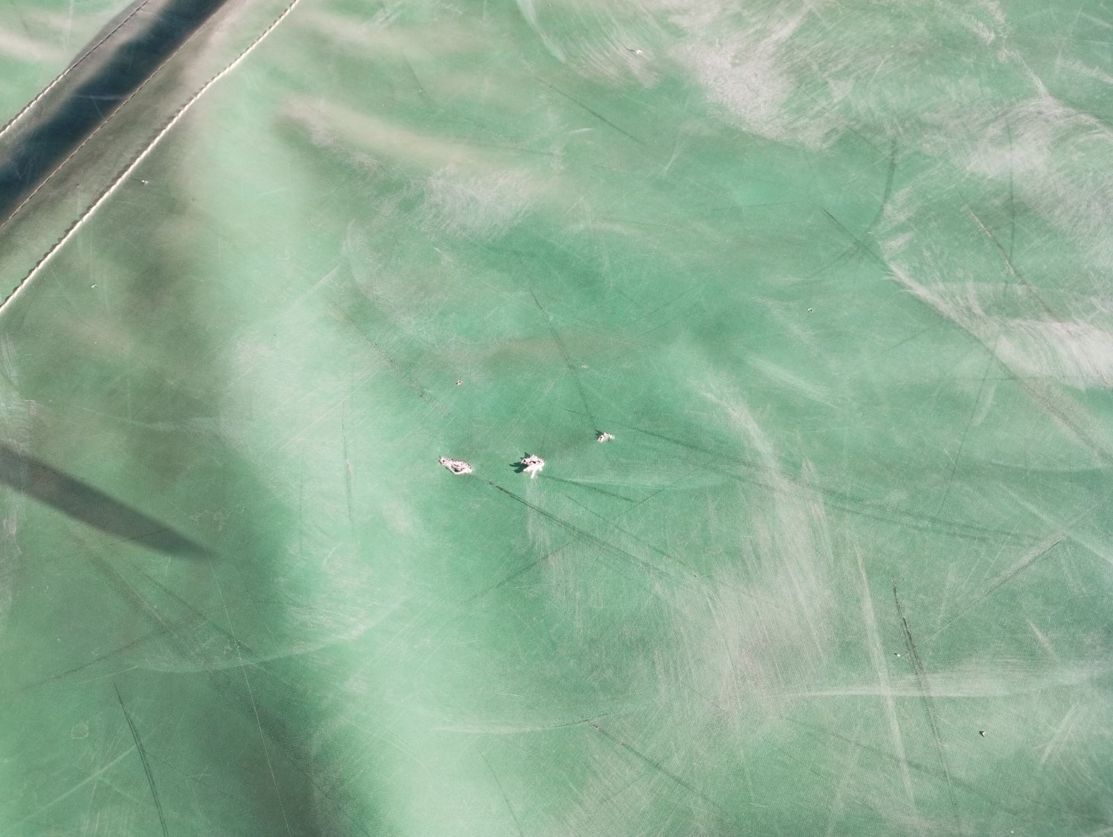 器械体操マット