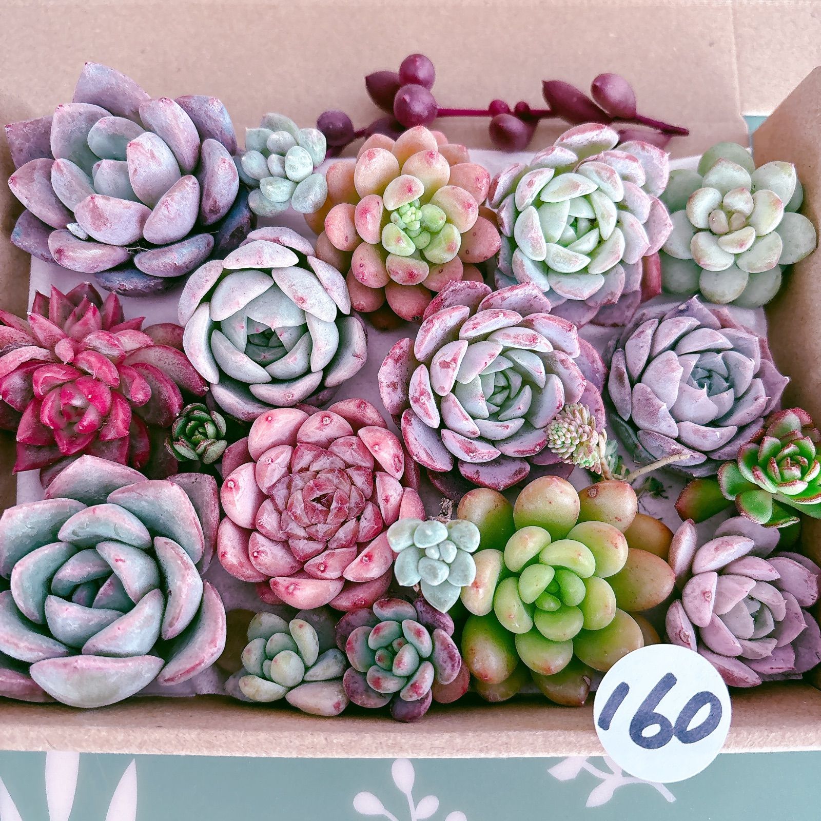 160 多肉植物寄せ植えセット - メルカリ