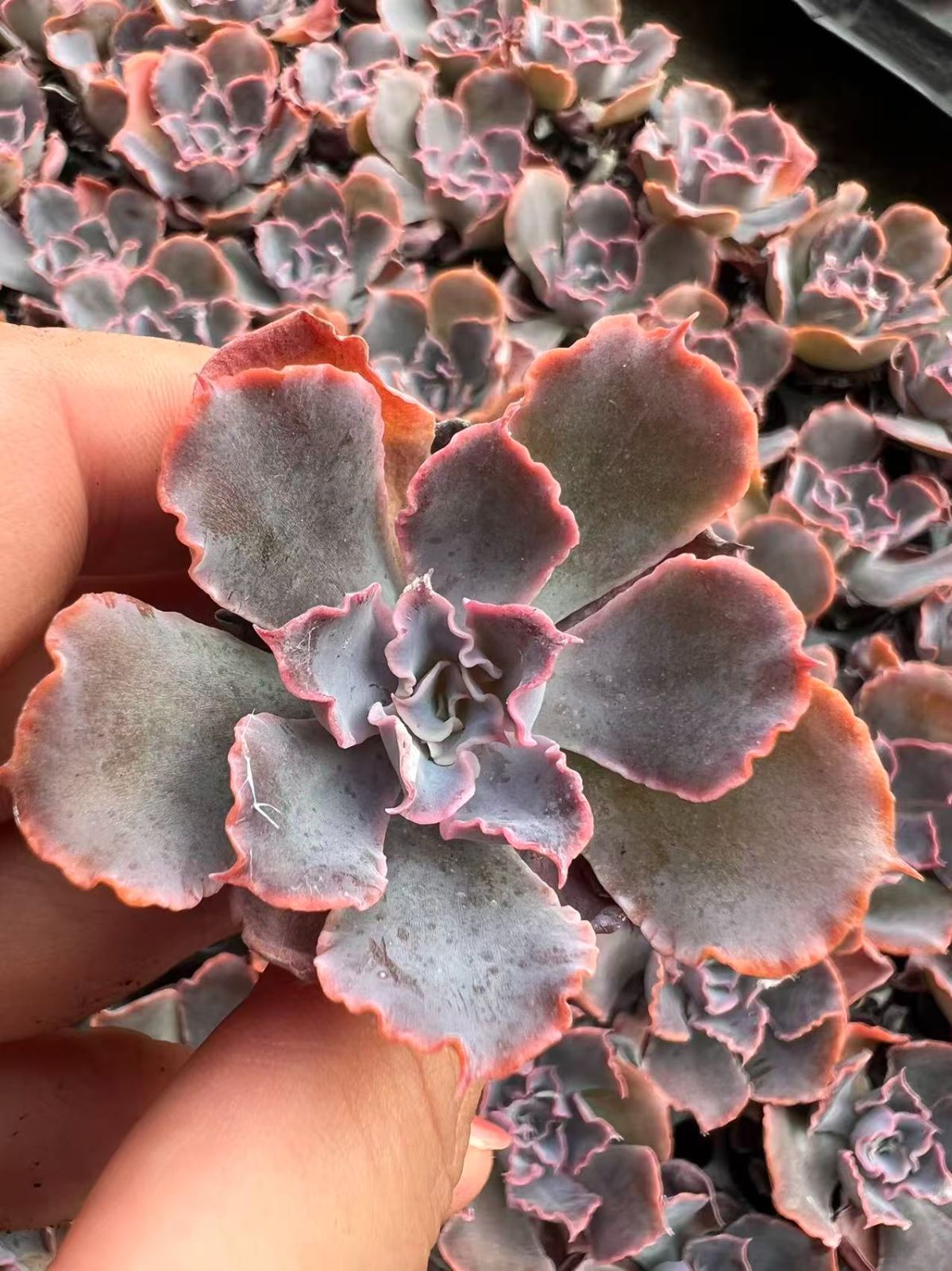 新入荷 夕焼けの舞×105苗 多肉植物 土根付き エケベリア セダム