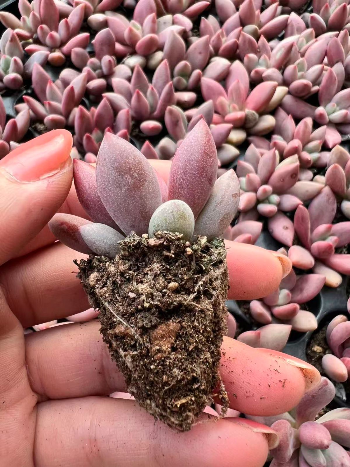 新入荷 桃源×105苗 多肉植物 土根付き エケベリア セダム アエオニウム