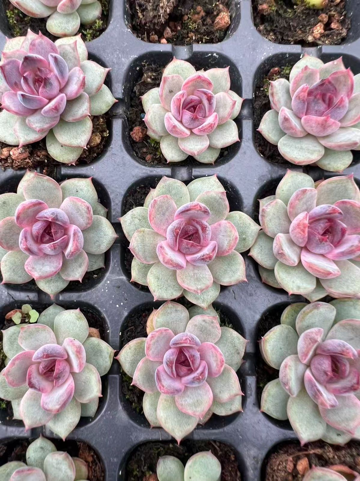 新入荷 ブルーベリー×128苗 多肉植物 土根付き エケベリア セダム