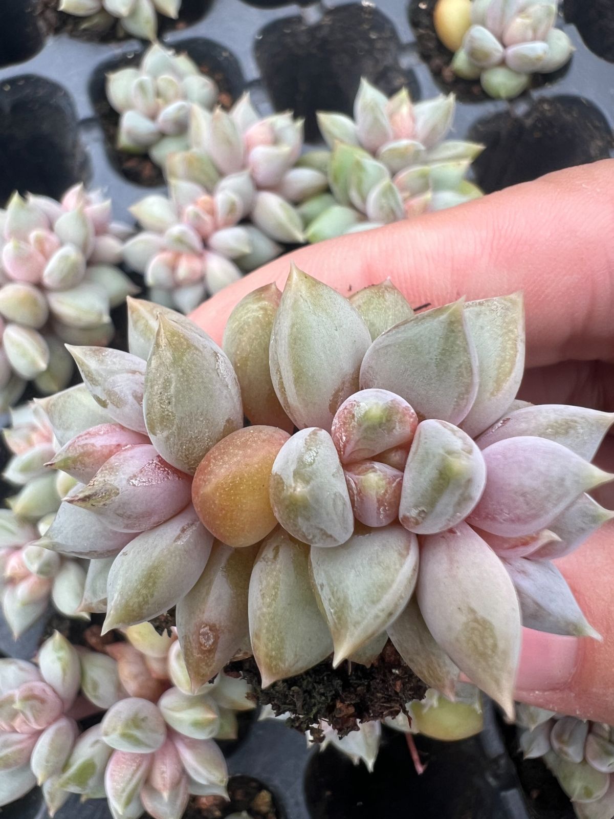 新入荷 レッドアイボリー×105苗 多肉植物 土根付き エケベリア