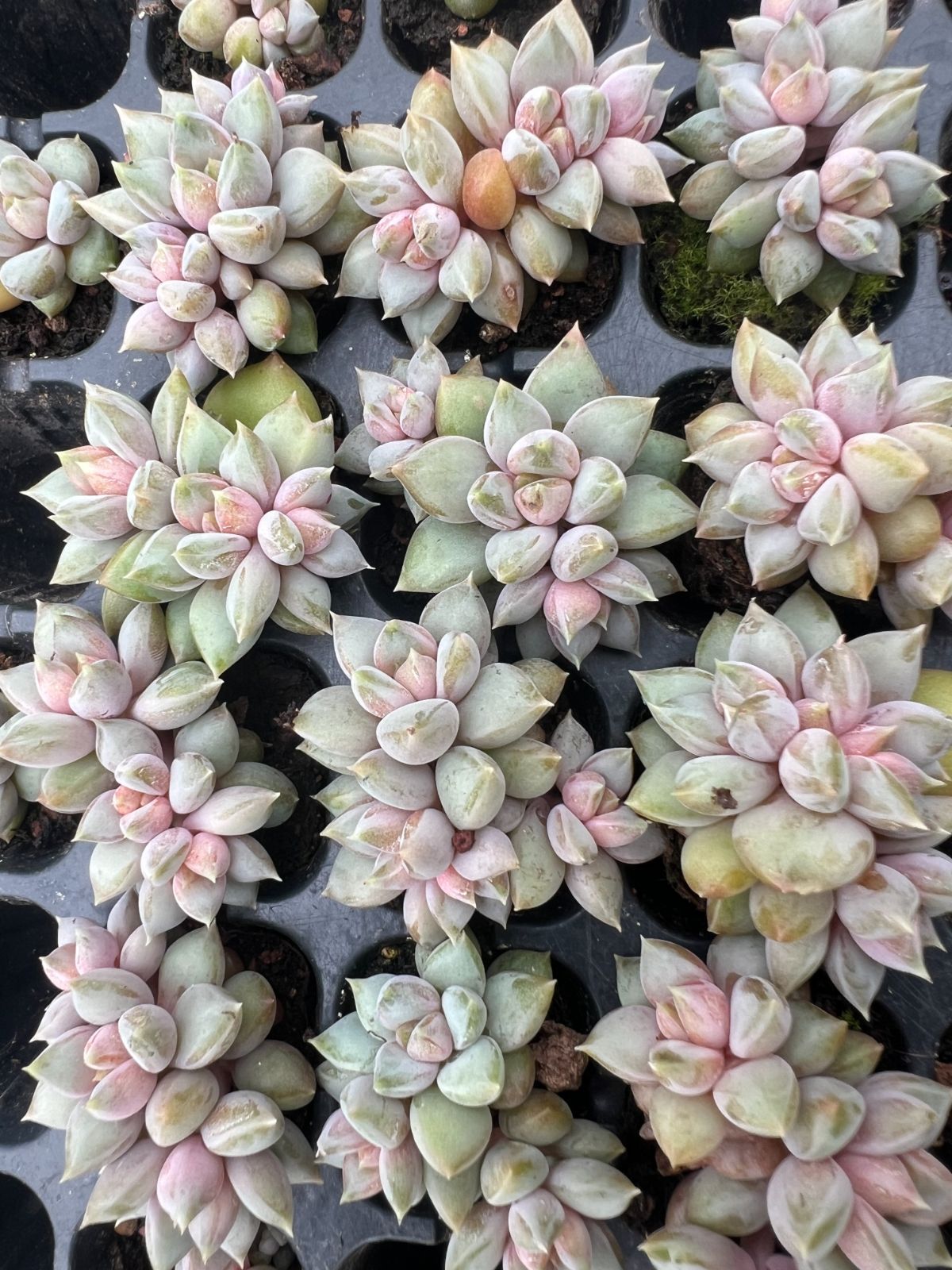 新入荷 レッドアイボリー×105苗 多肉植物 土根付き エケベリア