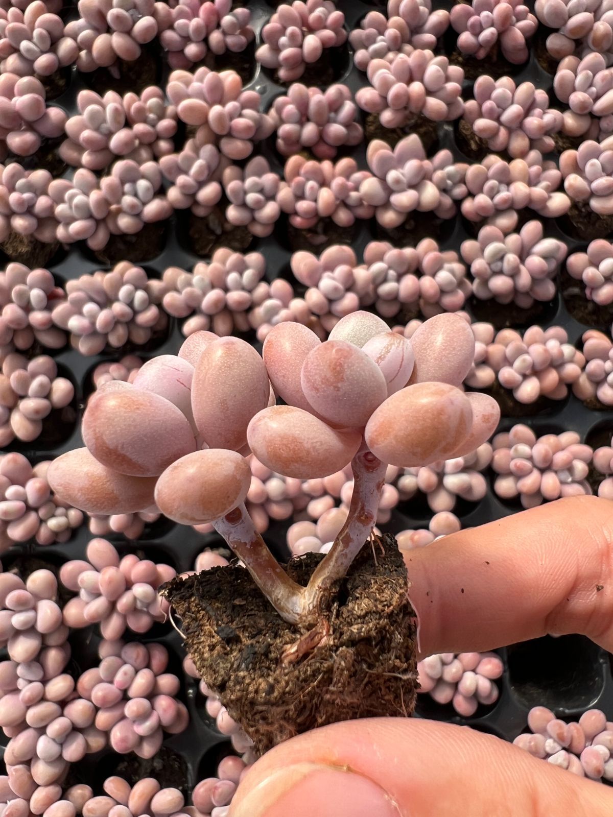 新入荷 モモのタマゴ×105苗 多肉植物 土根付き エケベリア セダム