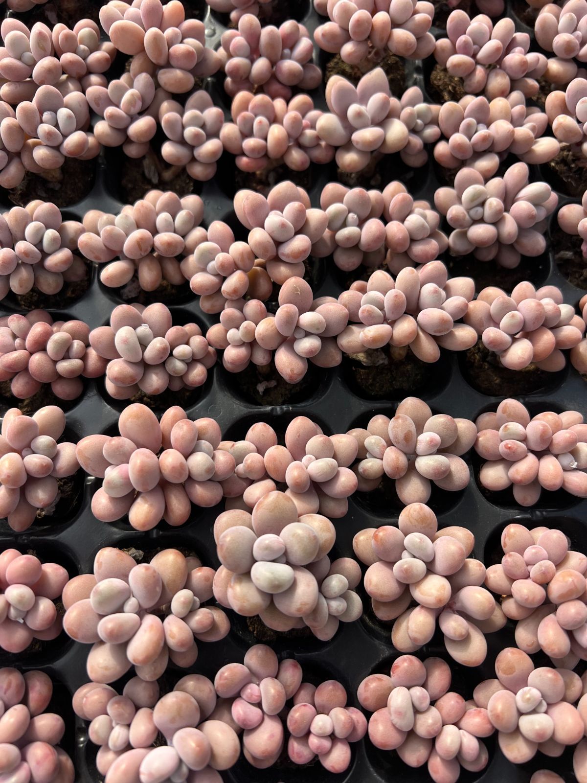 新入荷 モモのタマゴ×105苗 多肉植物 土根付き エケベリア セダム