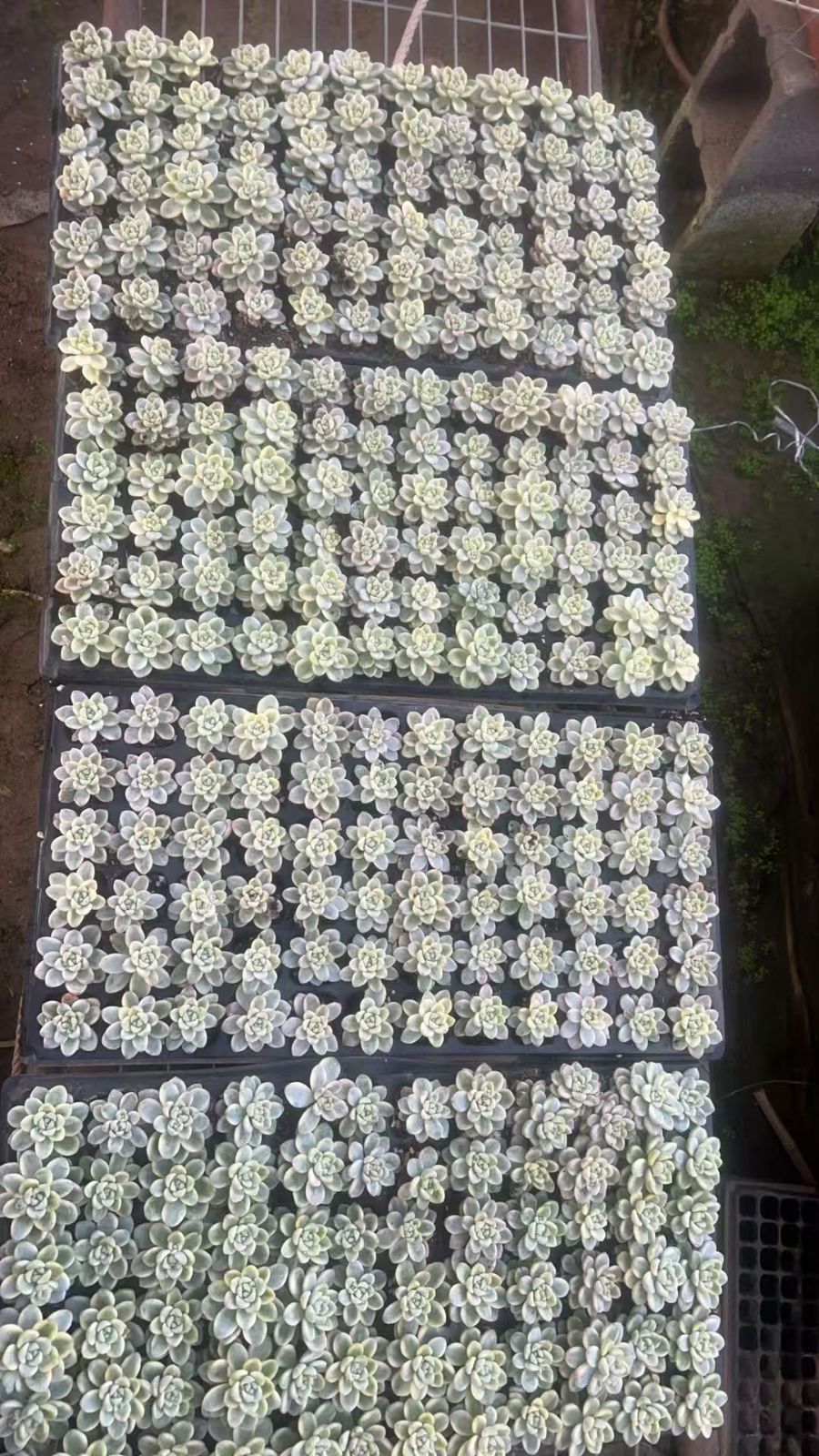 新入荷 ラウル錦×72苗 多肉植物 土根付き エケベリア セダム