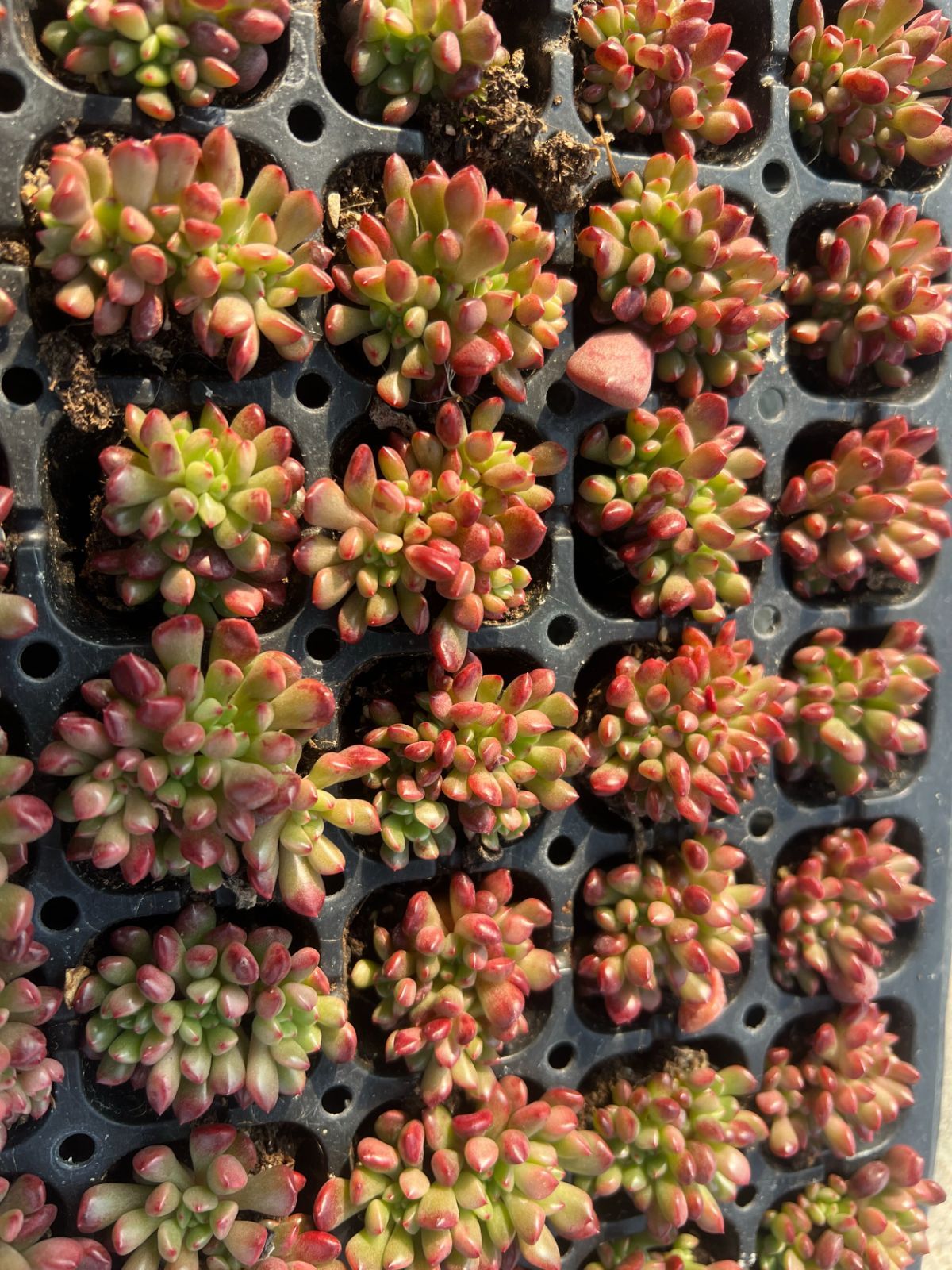 新入荷 ピンクモモ×105苗 多肉植物 土根付き エケベリア セダム