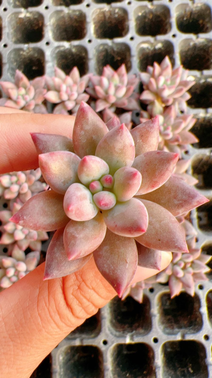 新入荷 レッド美人×105苗 多肉植物 土根付き エケベリア セダム