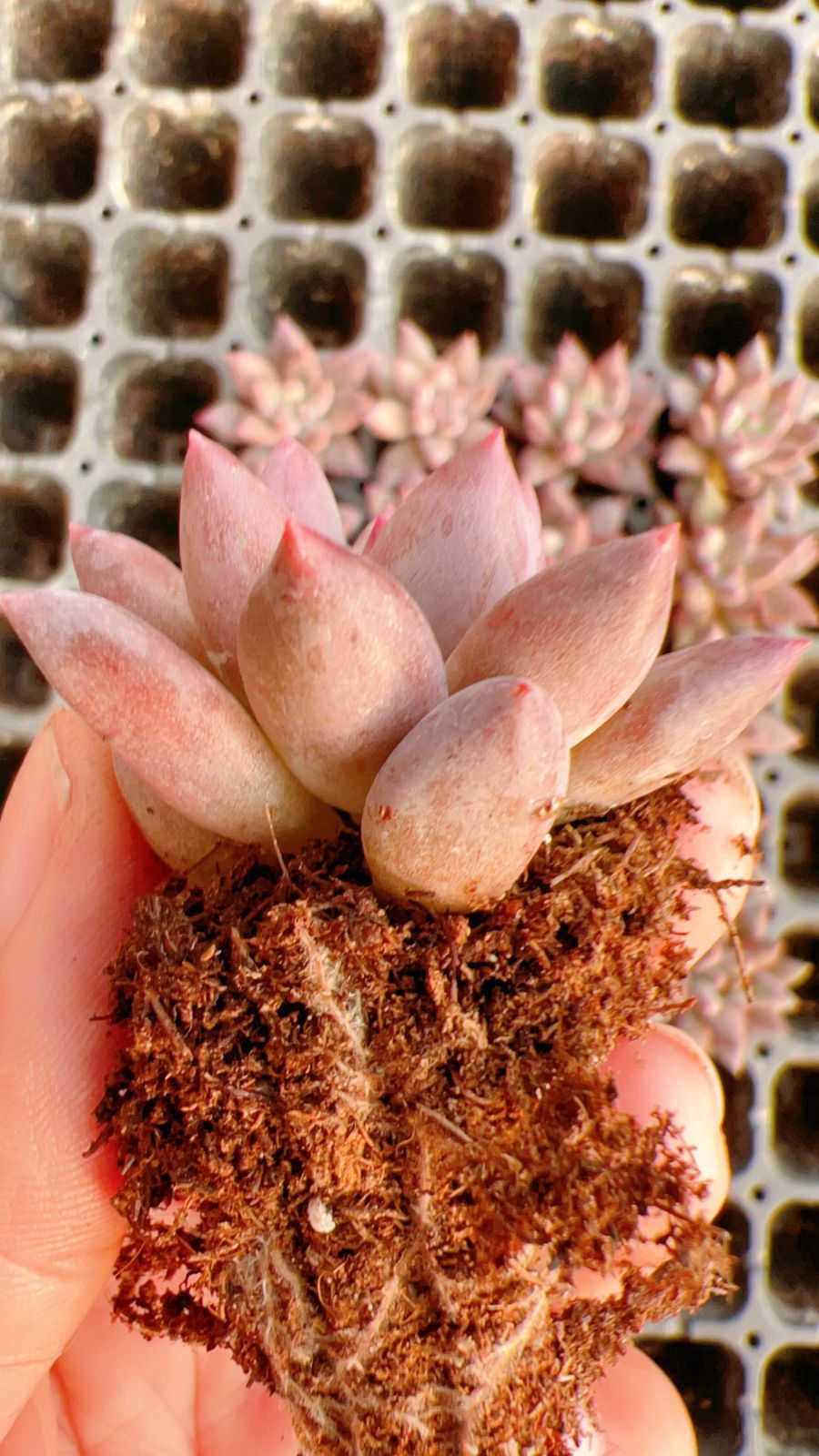 新入荷 レッド美人×105苗 多肉植物 土根付き エケベリア セダム