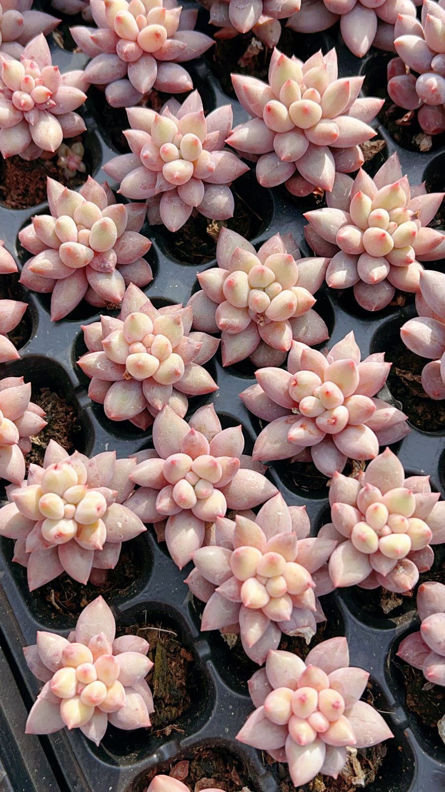 新入荷 赤ぼんー×105苗 多肉植物 土根付き エケベリア セダム