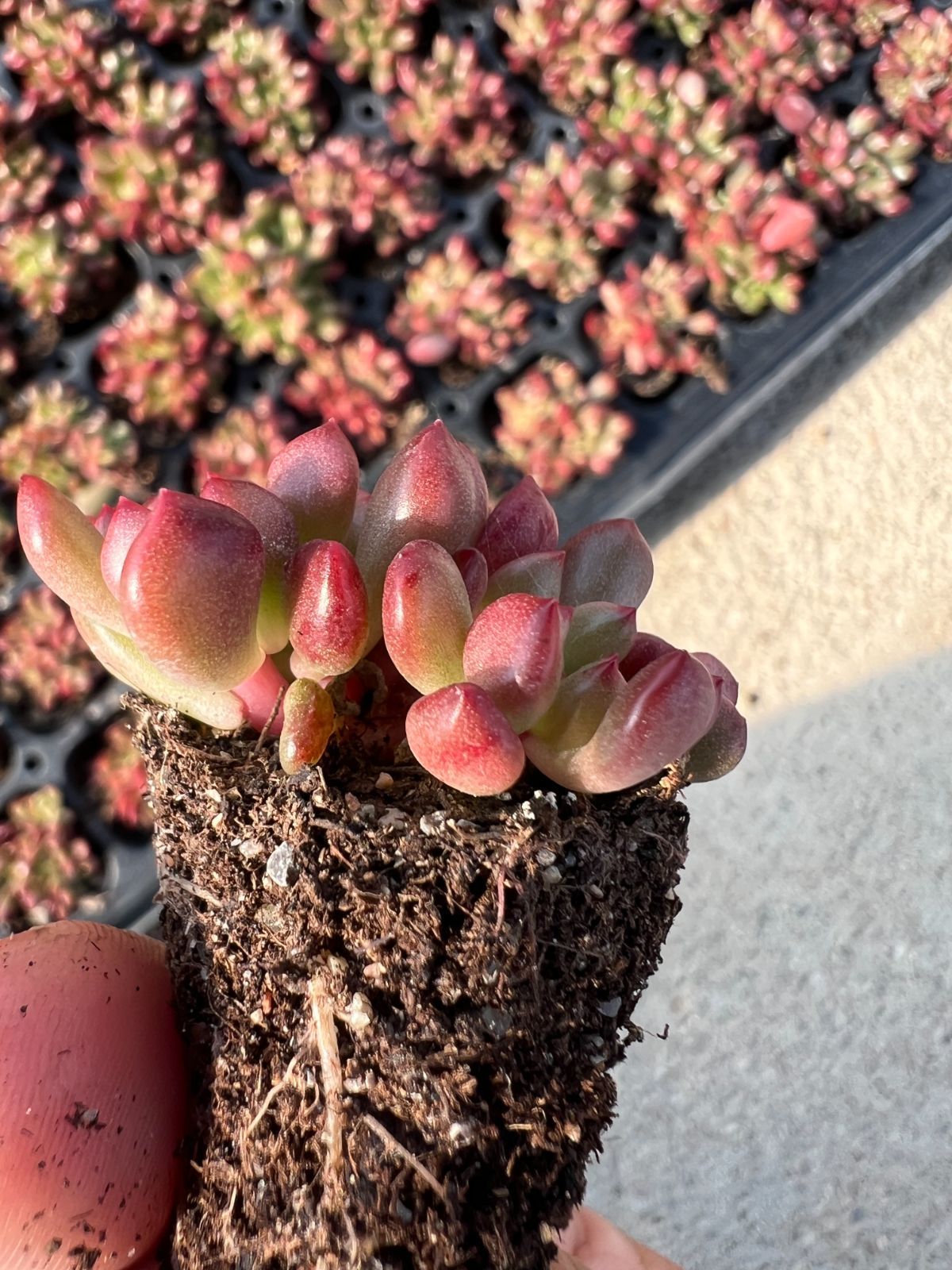 新入荷 ピンクモモ×105苗 多肉植物 土根付き エケベリア セダム