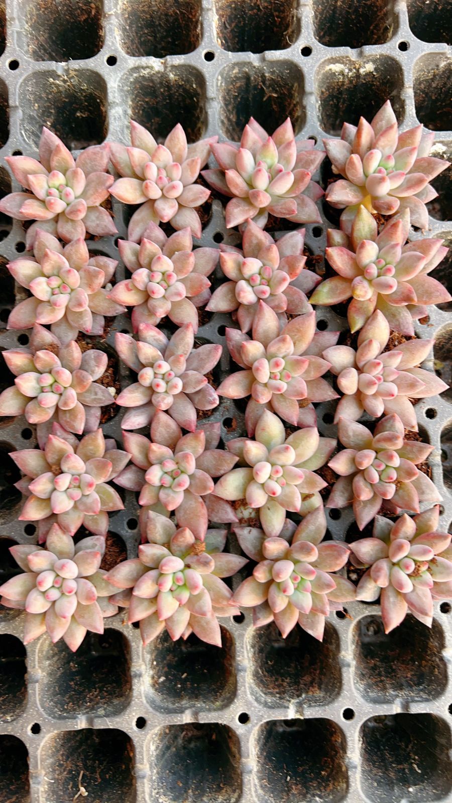 新入荷 レッド美人×105苗 多肉植物 土根付き エケベリア セダム