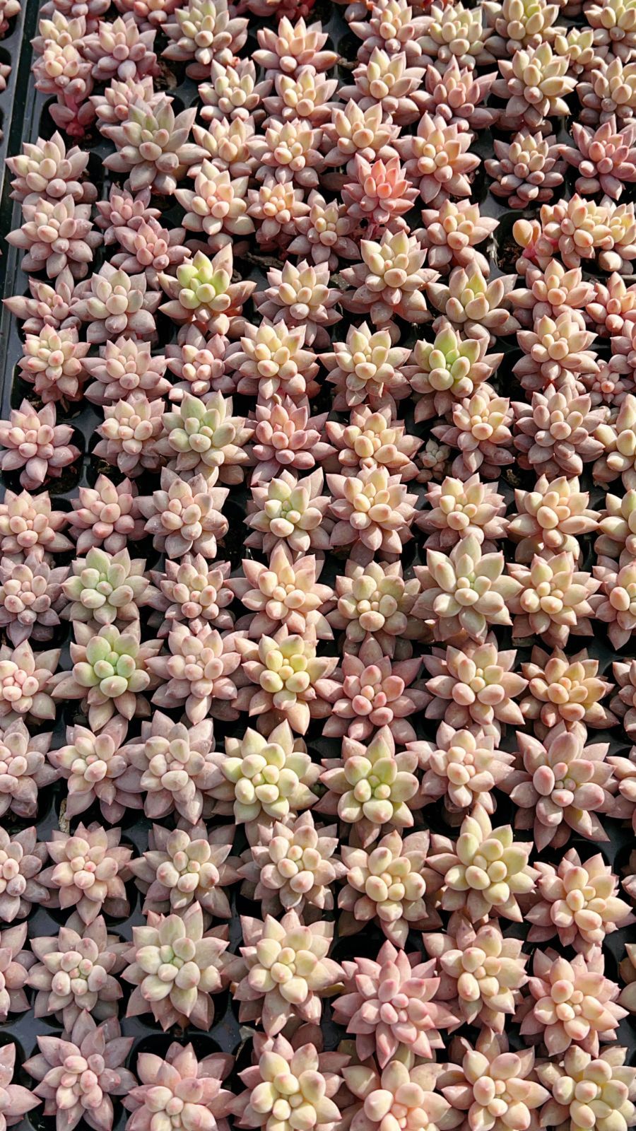 新入荷 赤ぼんー×105苗 多肉植物 土根付き エケベリア セダム