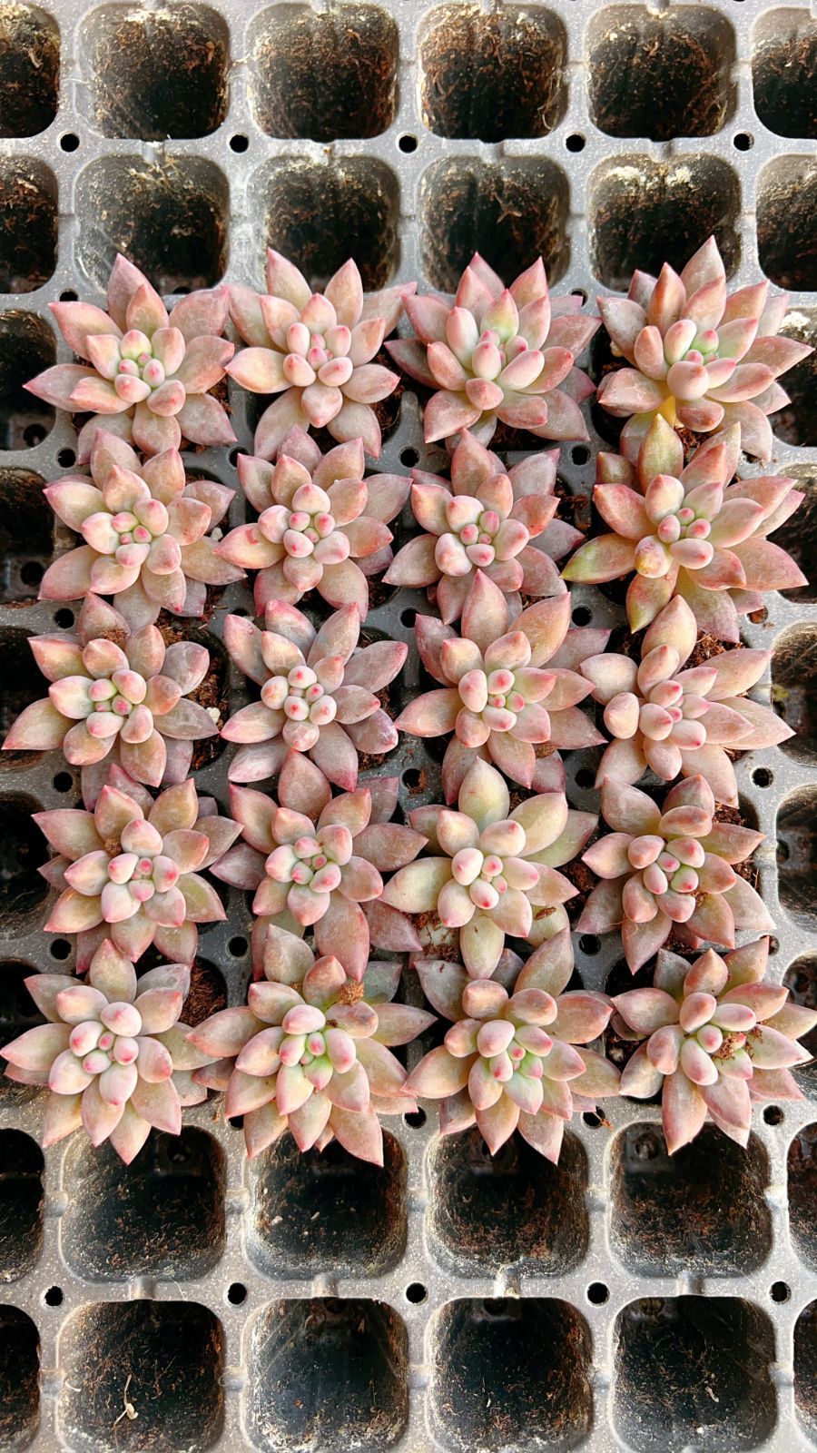 新入荷 レッド美人×105苗 多肉植物 土根付き エケベリア セダム