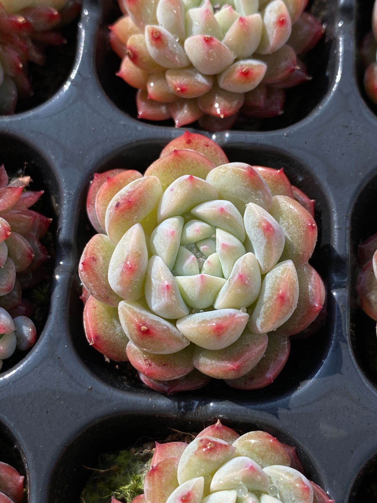 新入荷 カンロ×128苗 多肉植物 土根付き エケベリア セダム