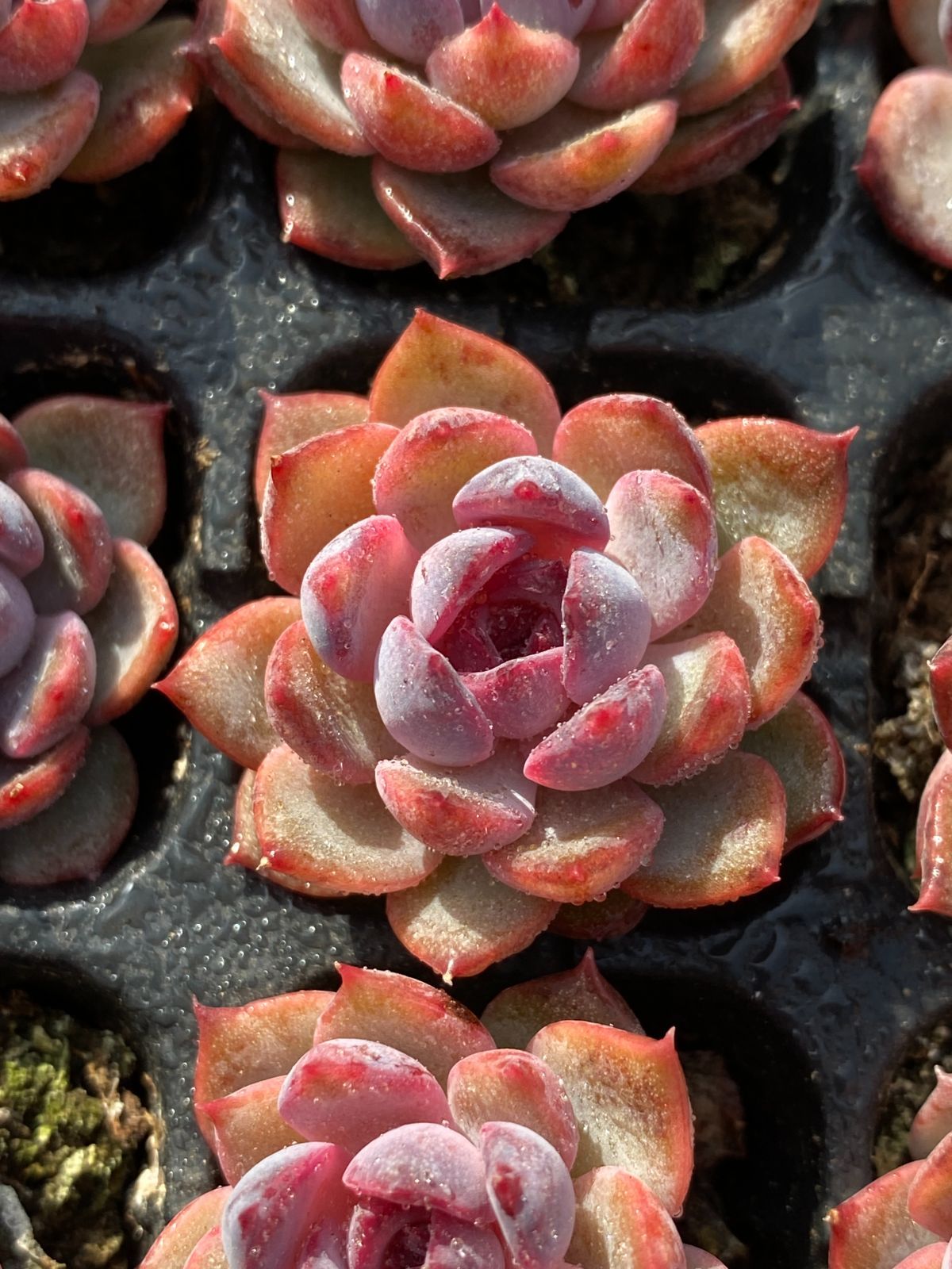 新入荷 ブルーベリー×128苗 多肉植物 土根付き エケベリア セダム