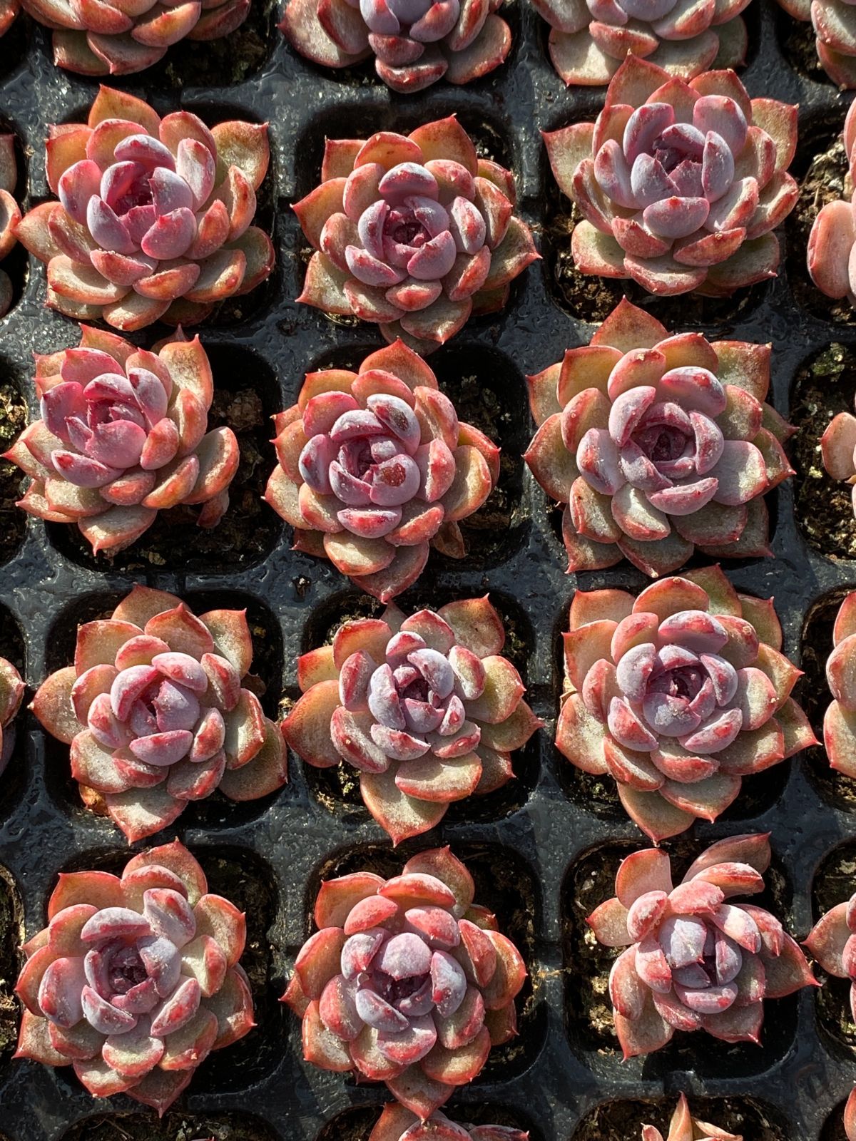 新入荷 ブルーベリー×128苗 多肉植物 土根付き エケベリア セダム