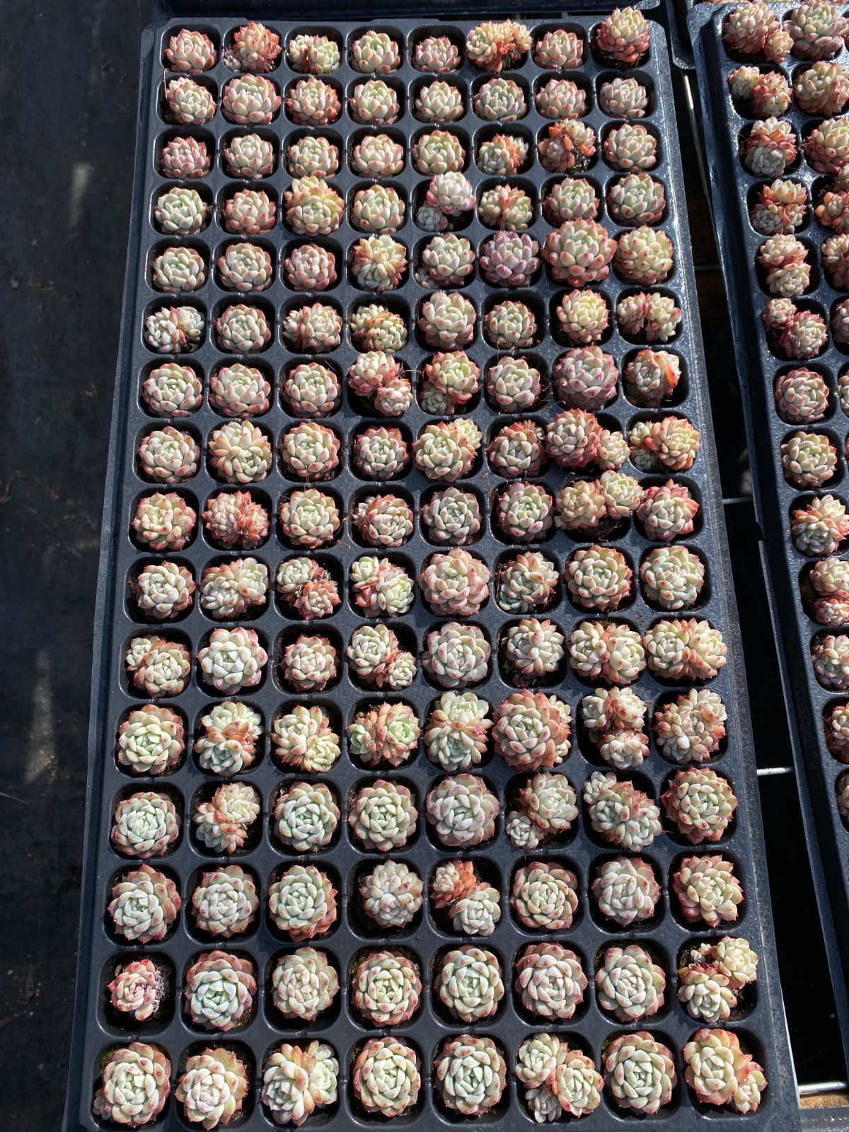 新入荷 カンロ×128苗 多肉植物 土根付き エケベリア セダム