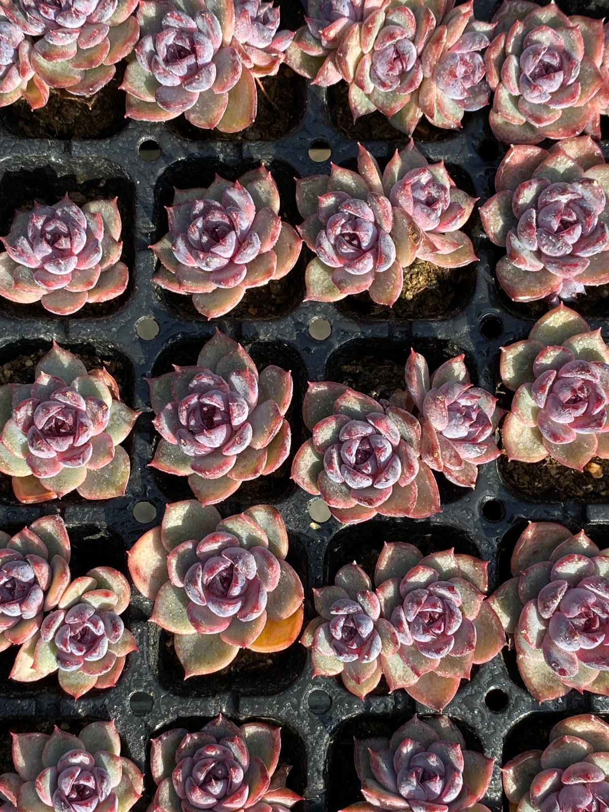 新入荷 バラックオレンジ×105苗 多肉植物 土根付き エケベリア セダム