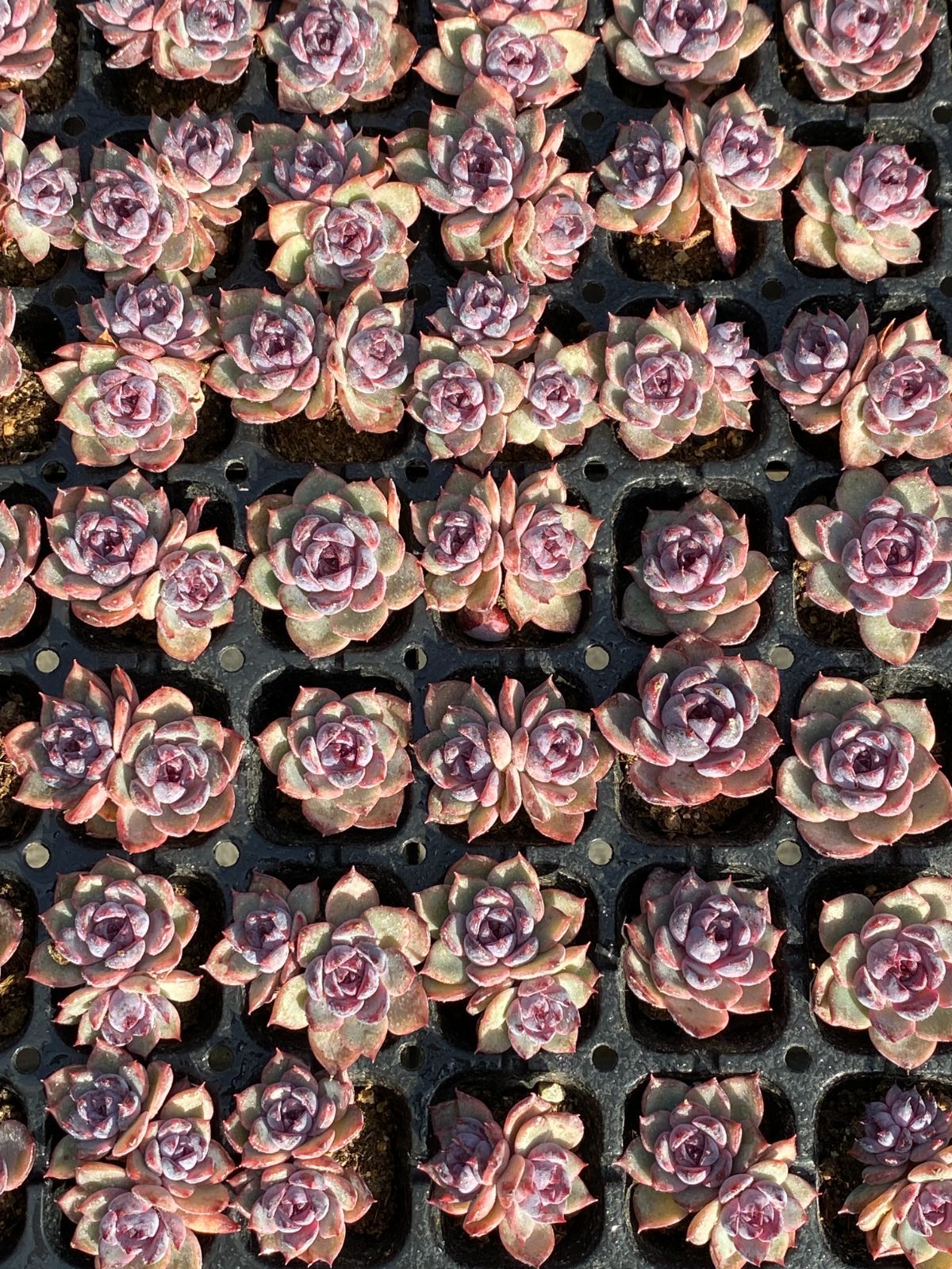 新入荷 バラックオレンジ×105苗 多肉植物 土根付き エケベリア セダム