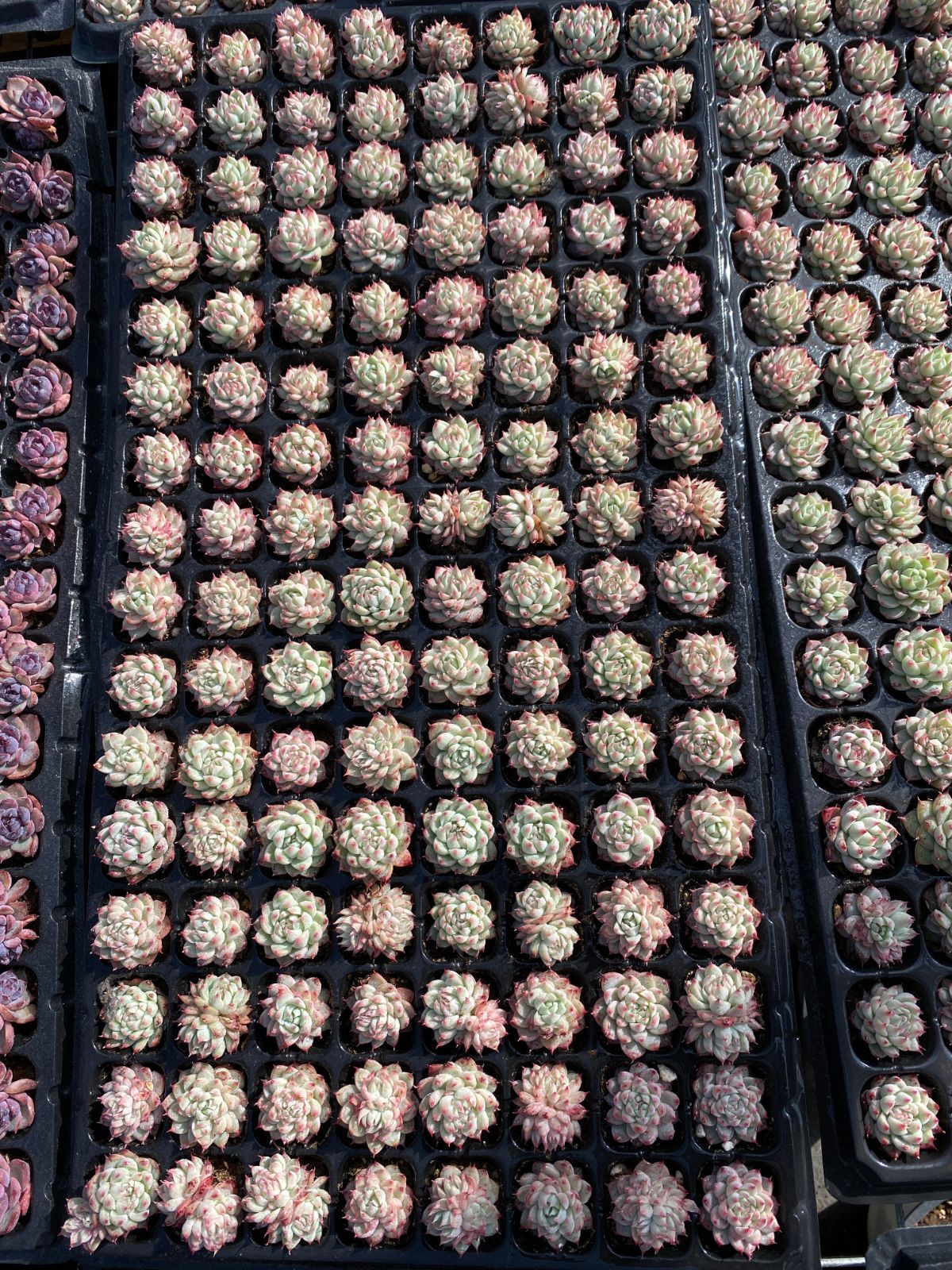 新入荷 ドリームローズ×128苗 多肉植物 土根付き エケベリア セダム 