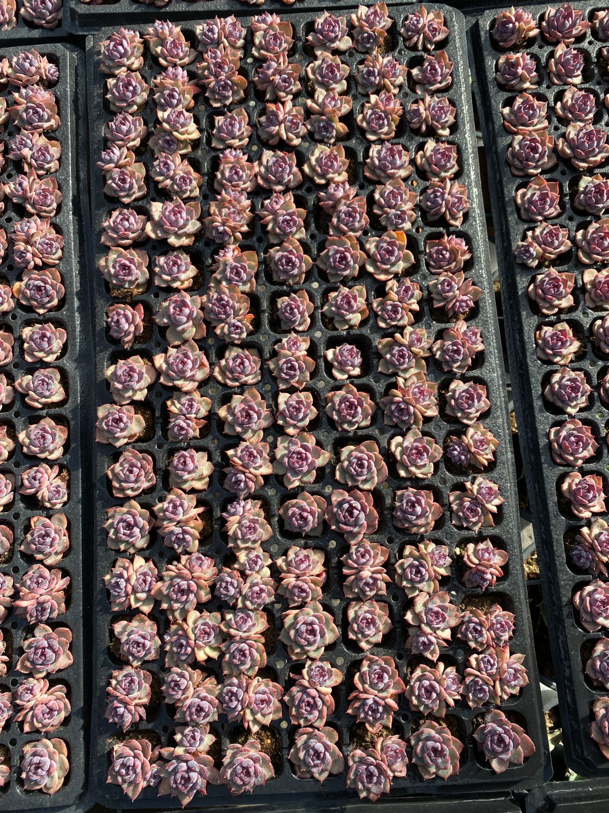 新入荷 バラックオレンジ×105苗 多肉植物 土根付き エケベリア セダム