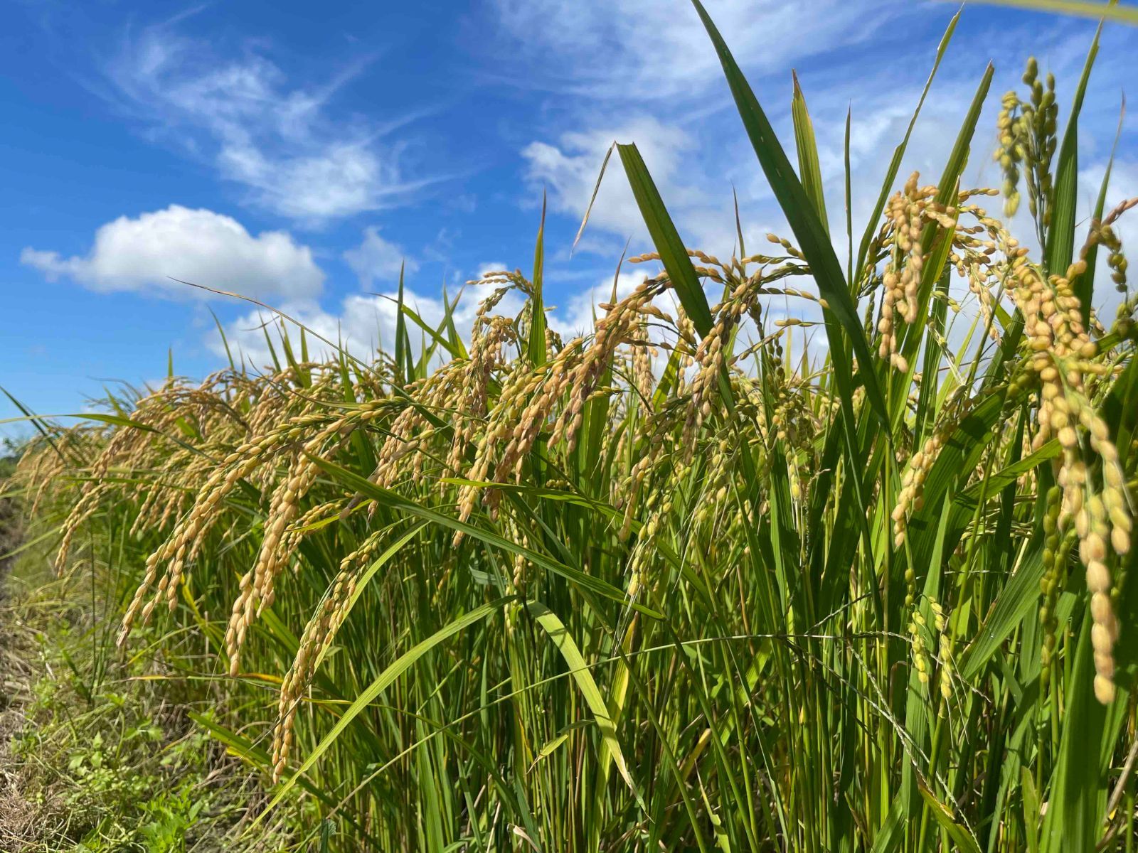 農家直送｜令和7年産・新米 北海道・特別栽培米 ふっくりんこ（5kg