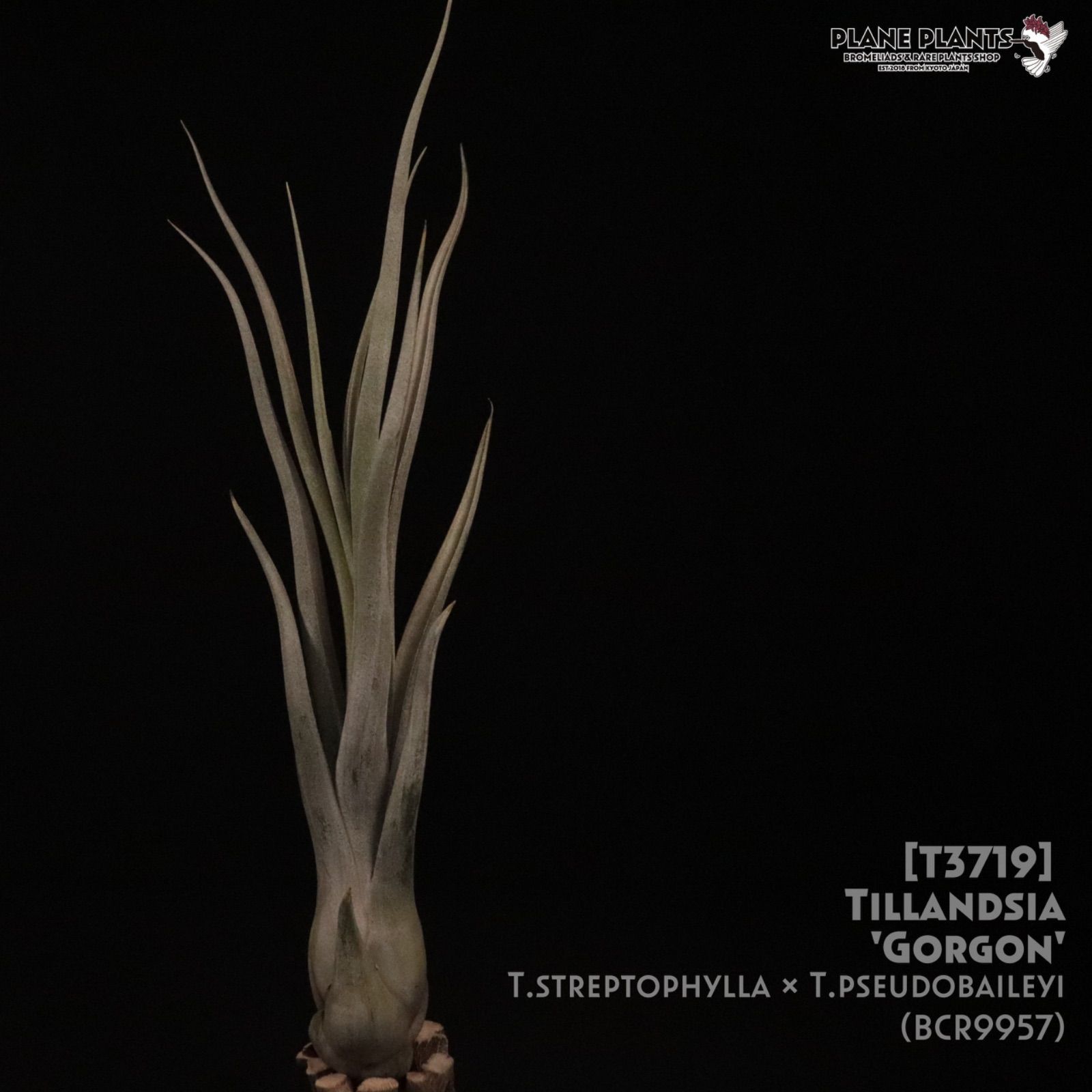 Gorgon 〔エアプランツ〕現品発送T 3719 planeplants