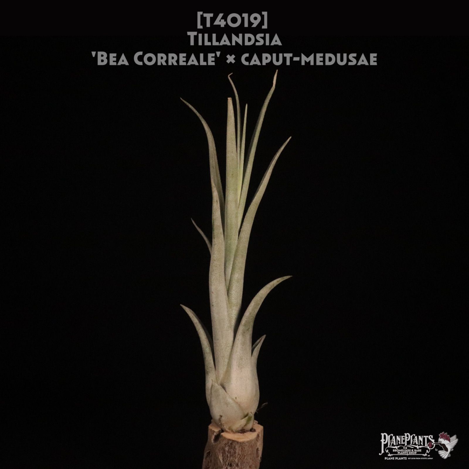 Bea Correale caput medusae〔エアプランツ〕現品発送T 4019 planeplants