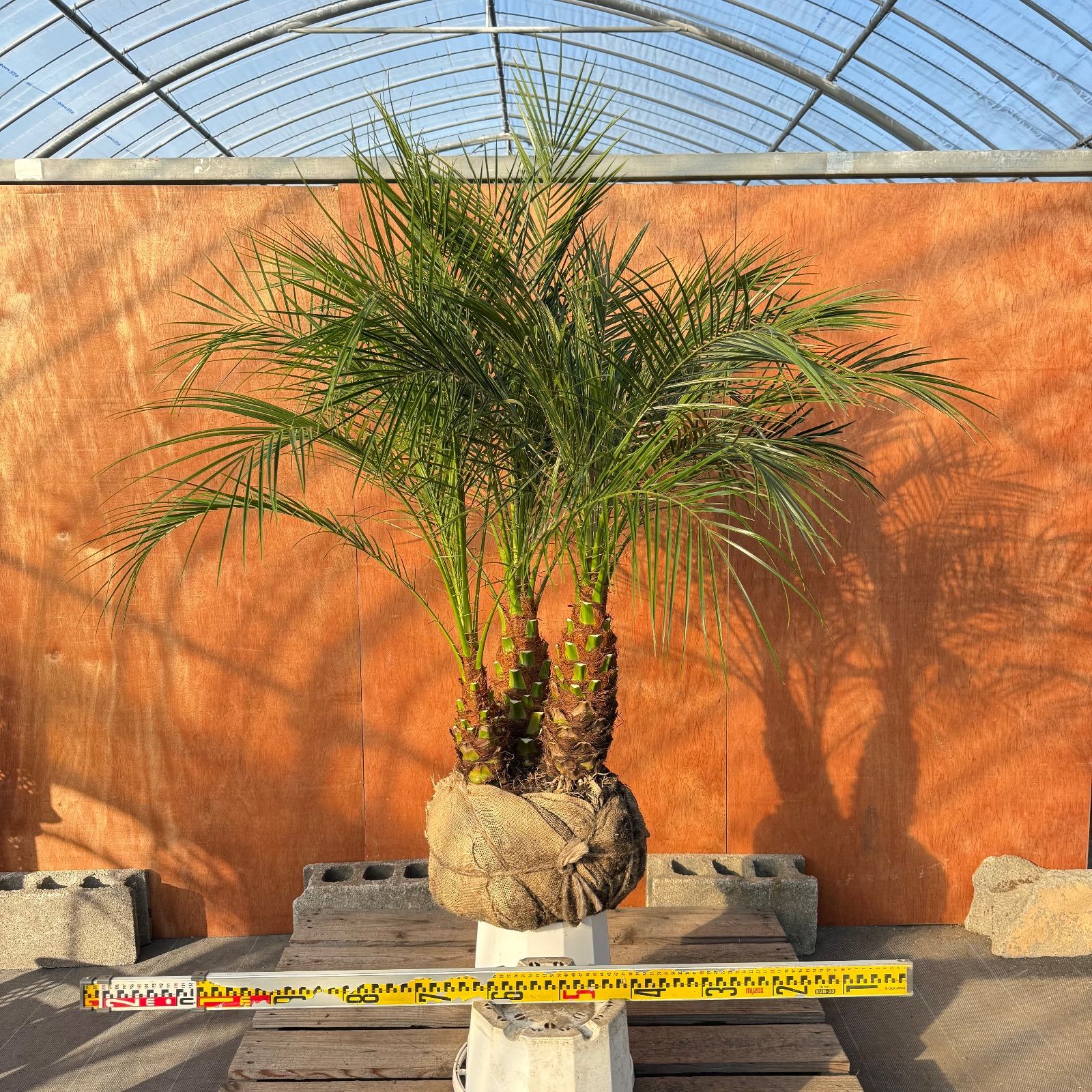 限定株】フェニックス・ロベレニー🌴 3本立ち 希少な極太幹✨ 葉先約