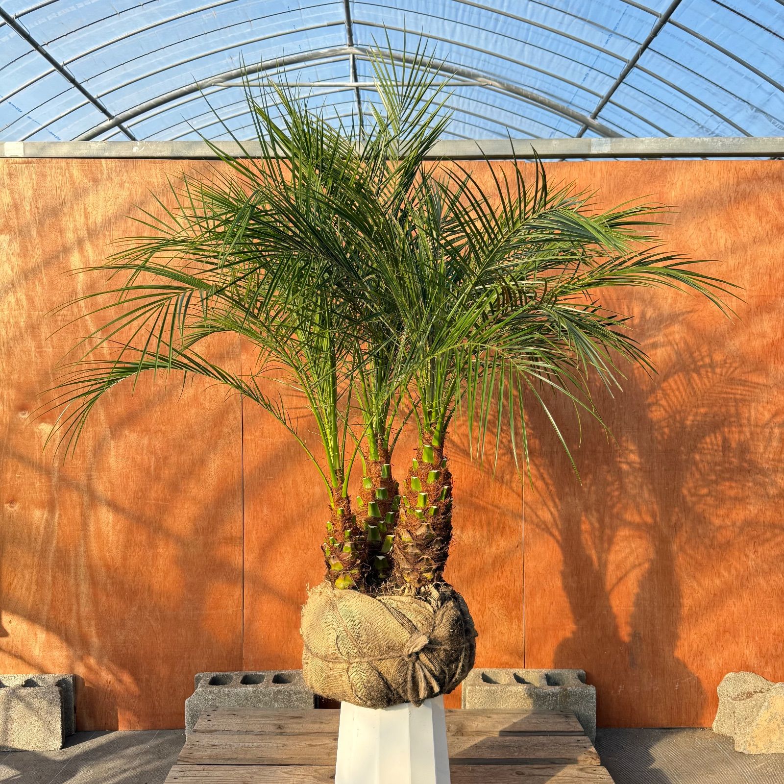 限定株】フェニックス・ロベレニー🌴 3本立ち 希少な極太幹✨ 葉先約