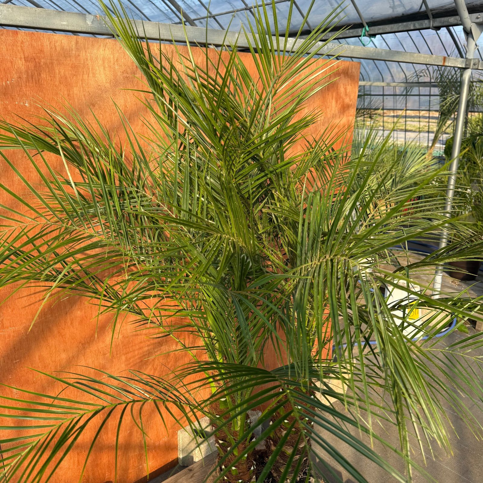 限定株】フェニックス・ロベレニー🌴 3本立ち 希少な極太幹✨ 葉先約