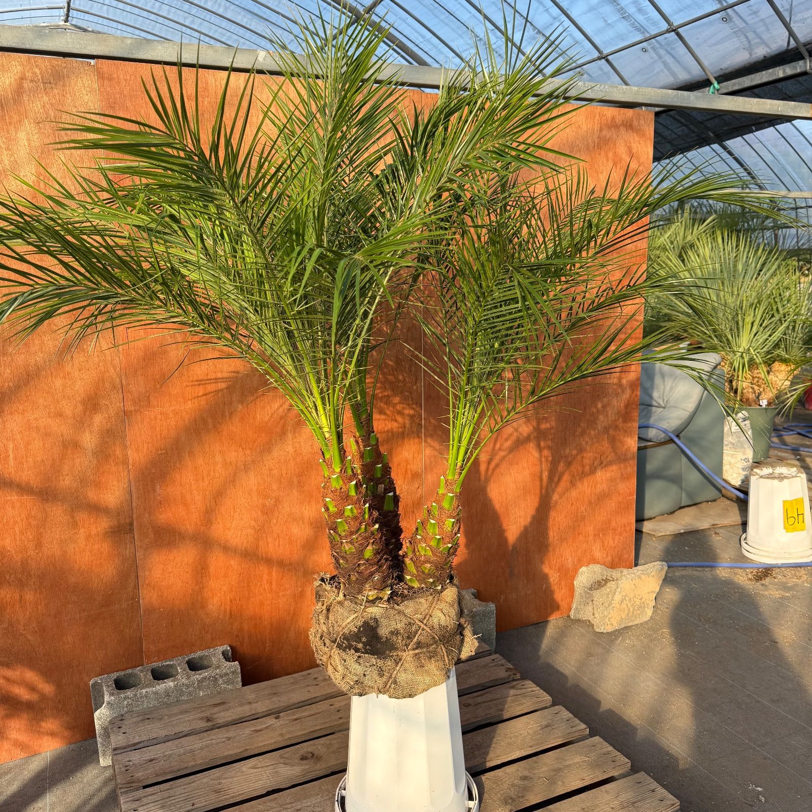 限定株】フェニックス・ロベレニー🌴 3本立ち 希少な極太幹✨ 葉先約