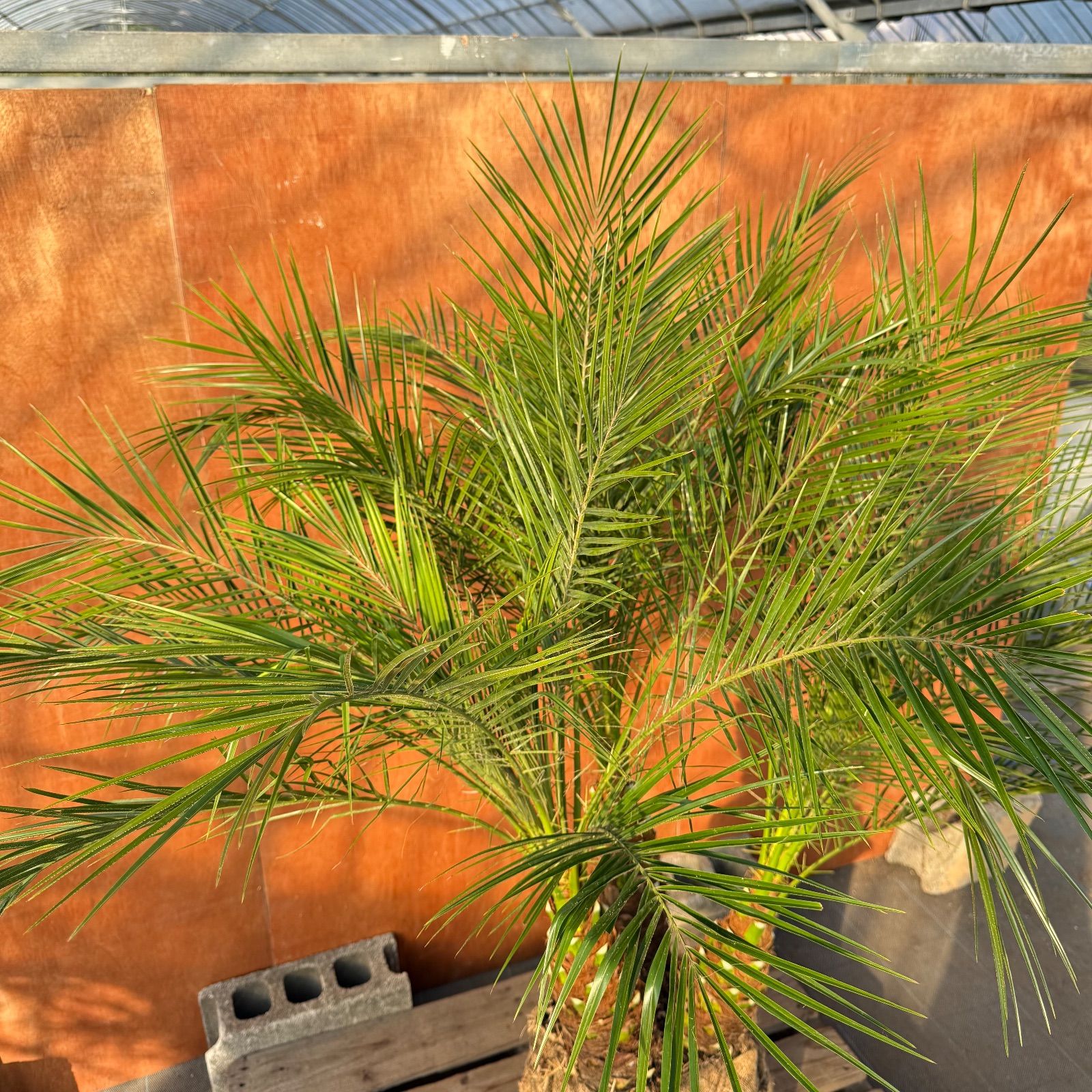 限定株】フェニックス・ロベレニー🌴 3本立ち 希少な極太幹✨ 葉先約