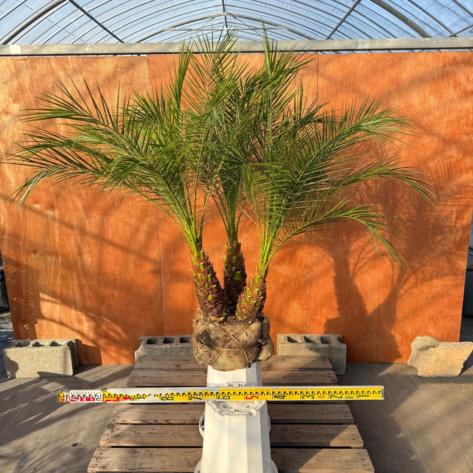 s*i様 【極太】フェニックス・ロベレニー 3本立ち 葉先80cm 希少株 限定株】フェニックス・ロベレニー🌴 3本立ち 希少な極太幹✨ 葉先約