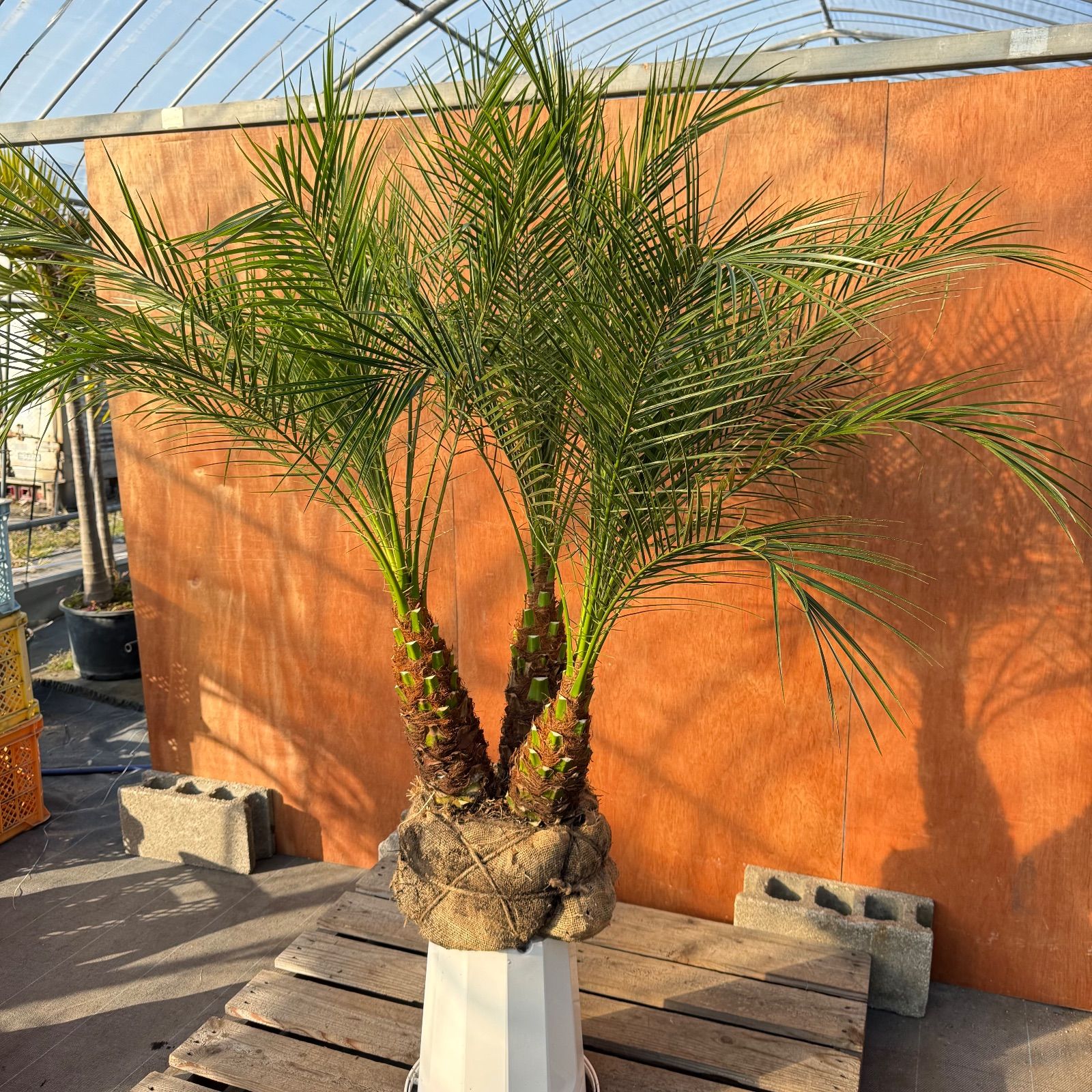 限定株】フェニックス・ロベレニー🌴 3本立ち 希少な極太幹✨ 葉先約