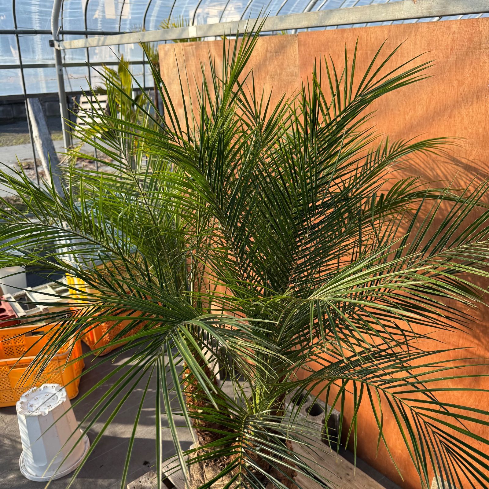 限定株】フェニックス・ロベレニー🌴 3本立ち 希少な極太幹✨ 葉先約