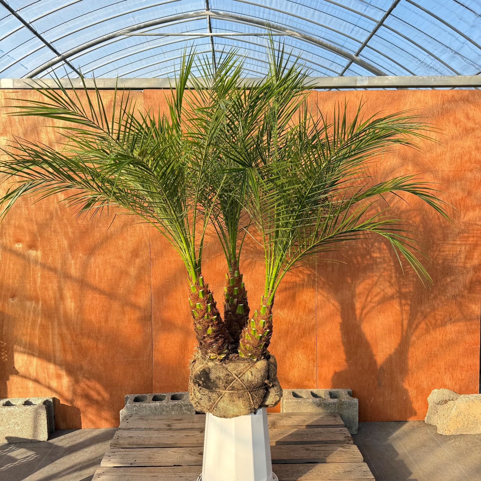 今週限定！フェニックス・ロベレニー 大型245㌢ ヤシの木 引き取り限定！ フェニックス・ロベレニー 大型245㌢ ヤシの木 引き取り限定