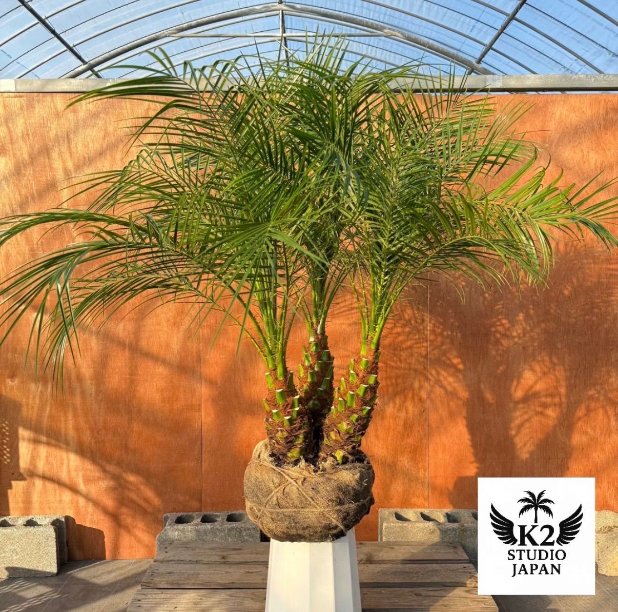 ユ*ー様 フェニックス・ロベレニー 3本立ち 葉先100cm 希少株 限定株】フェニックス・ロベレニー🌴 3本立ち 希少な極太幹✨ 葉先約
