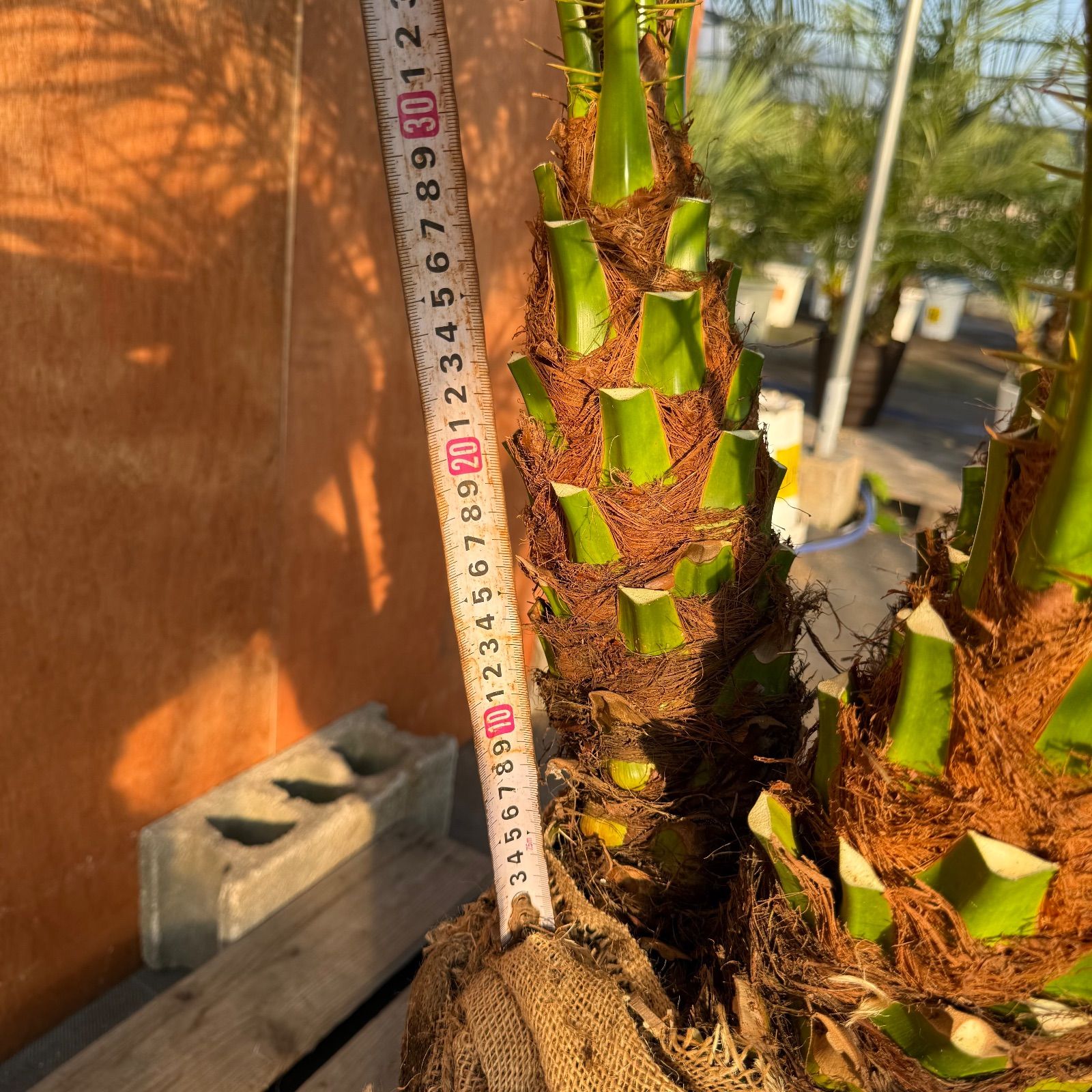 限定株】フェニックス・ロベレニー🌴 3本立ち 希少な極太幹✨ 葉先約