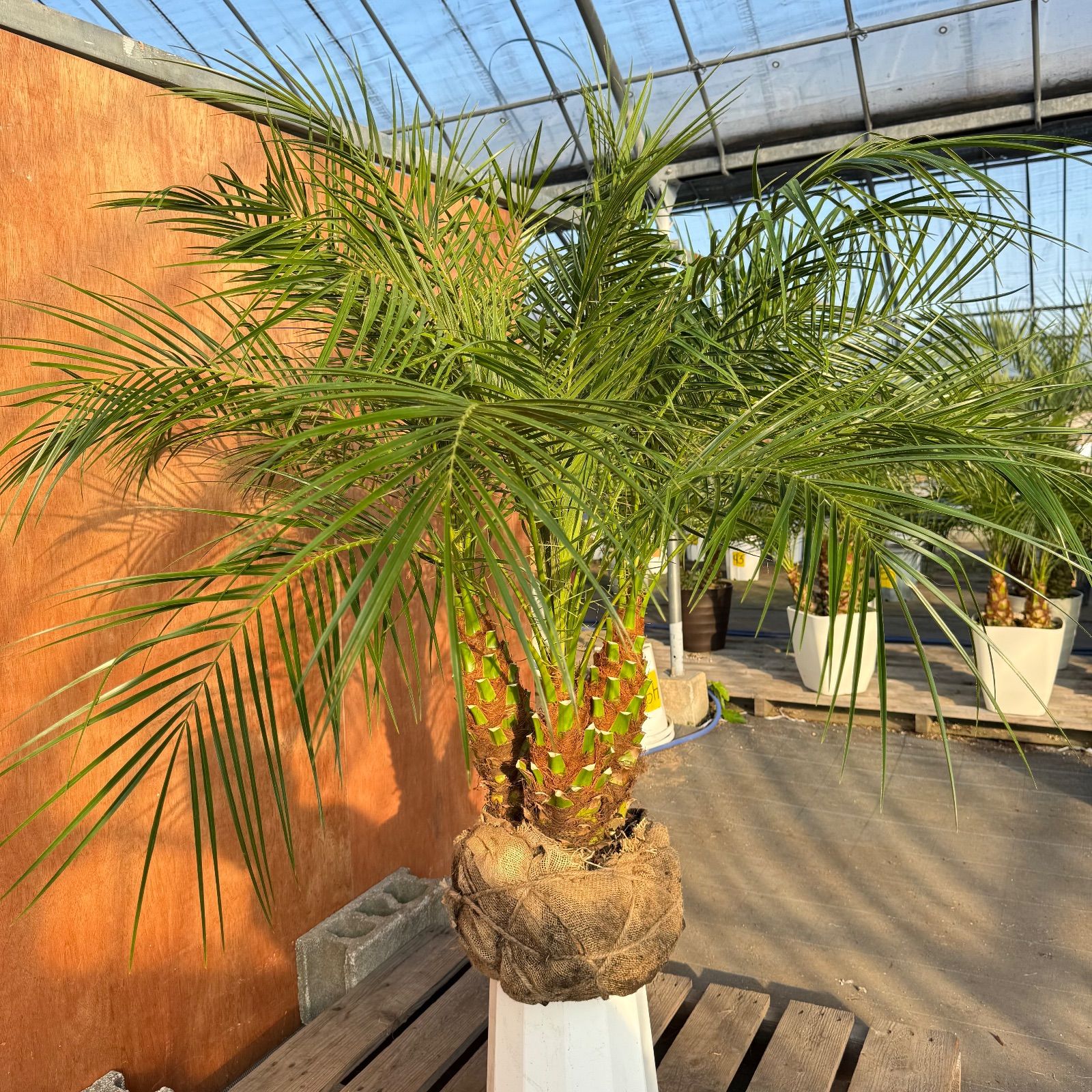 限定株】フェニックス・ロベレニー🌴 3本立ち 希少な極太幹✨ 葉先約