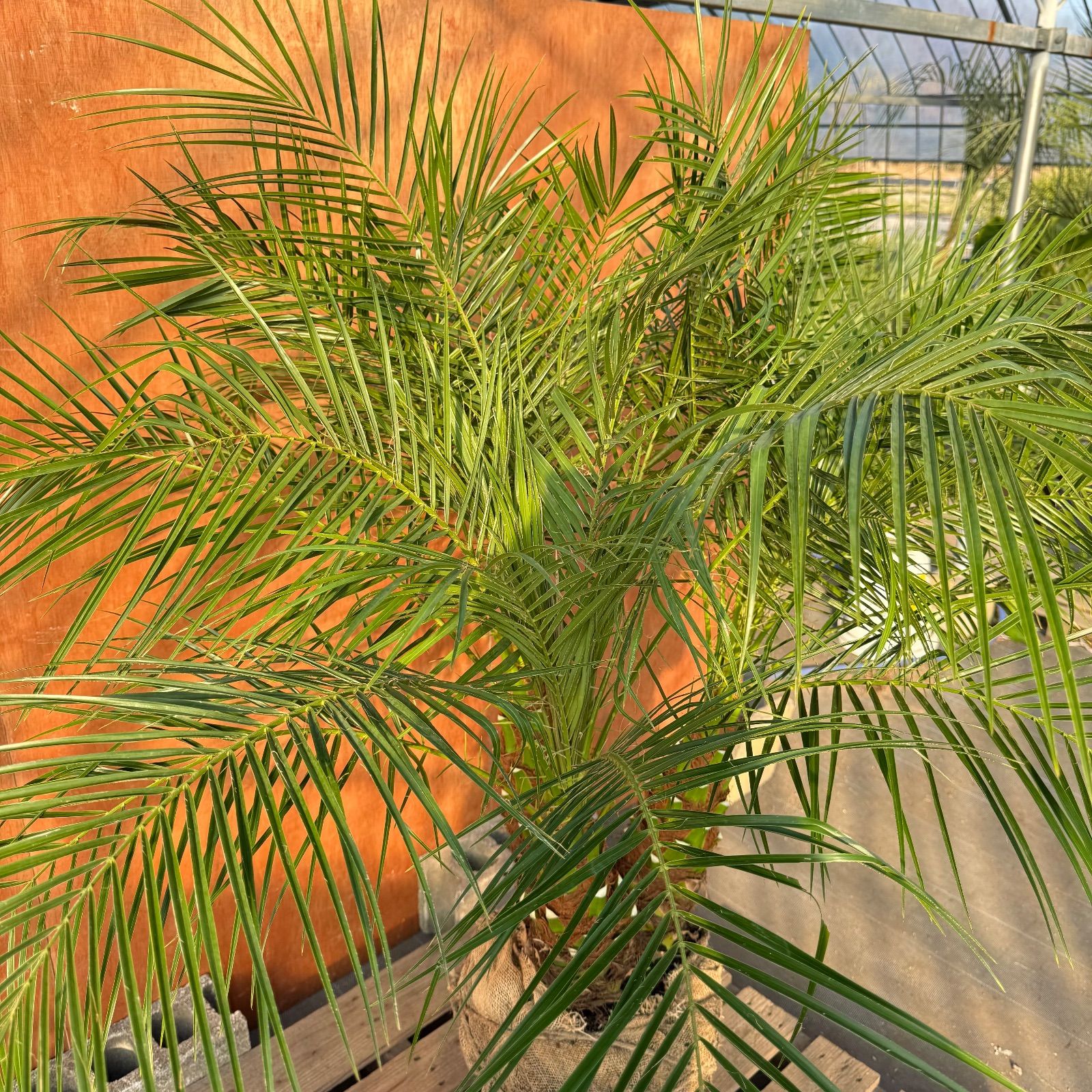 限定株】フェニックス・ロベレニー🌴 3本立ち 希少な極太幹✨ 葉先約