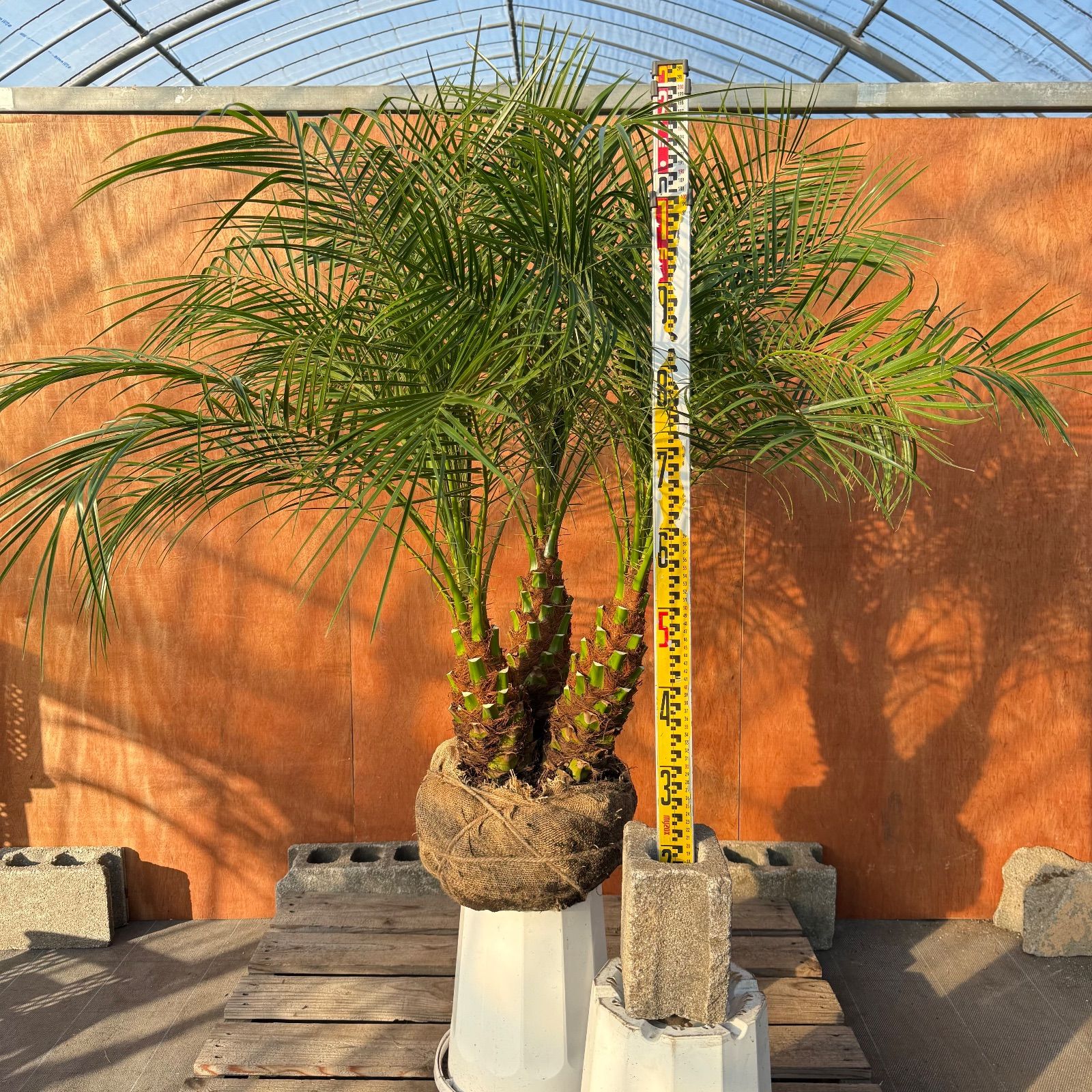 限定株】フェニックス・ロベレニー🌴 3本立ち 希少な極太幹✨ 葉先約