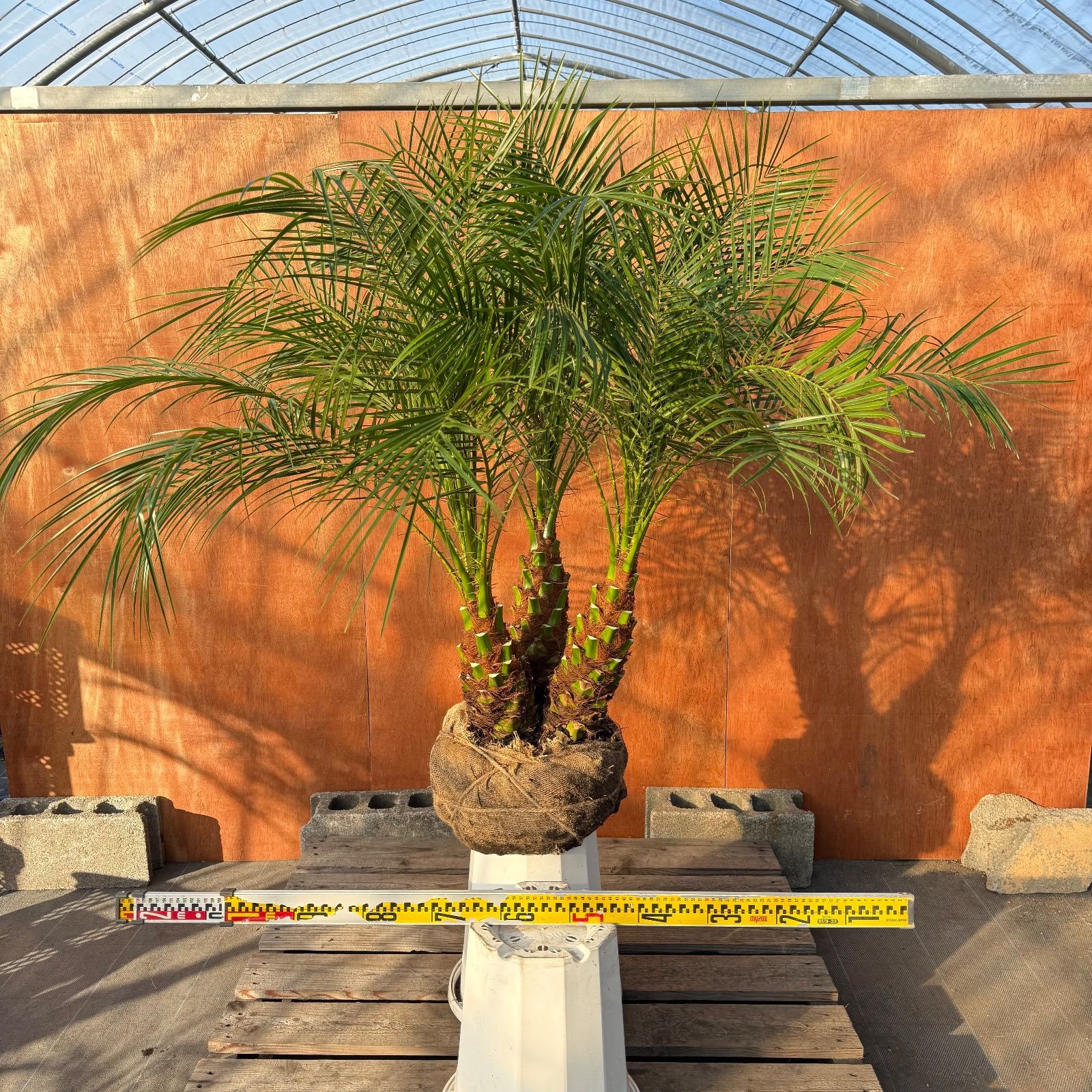 限定株】フェニックス・ロベレニー🌴 3本立ち 希少な極太幹✨ 葉先約