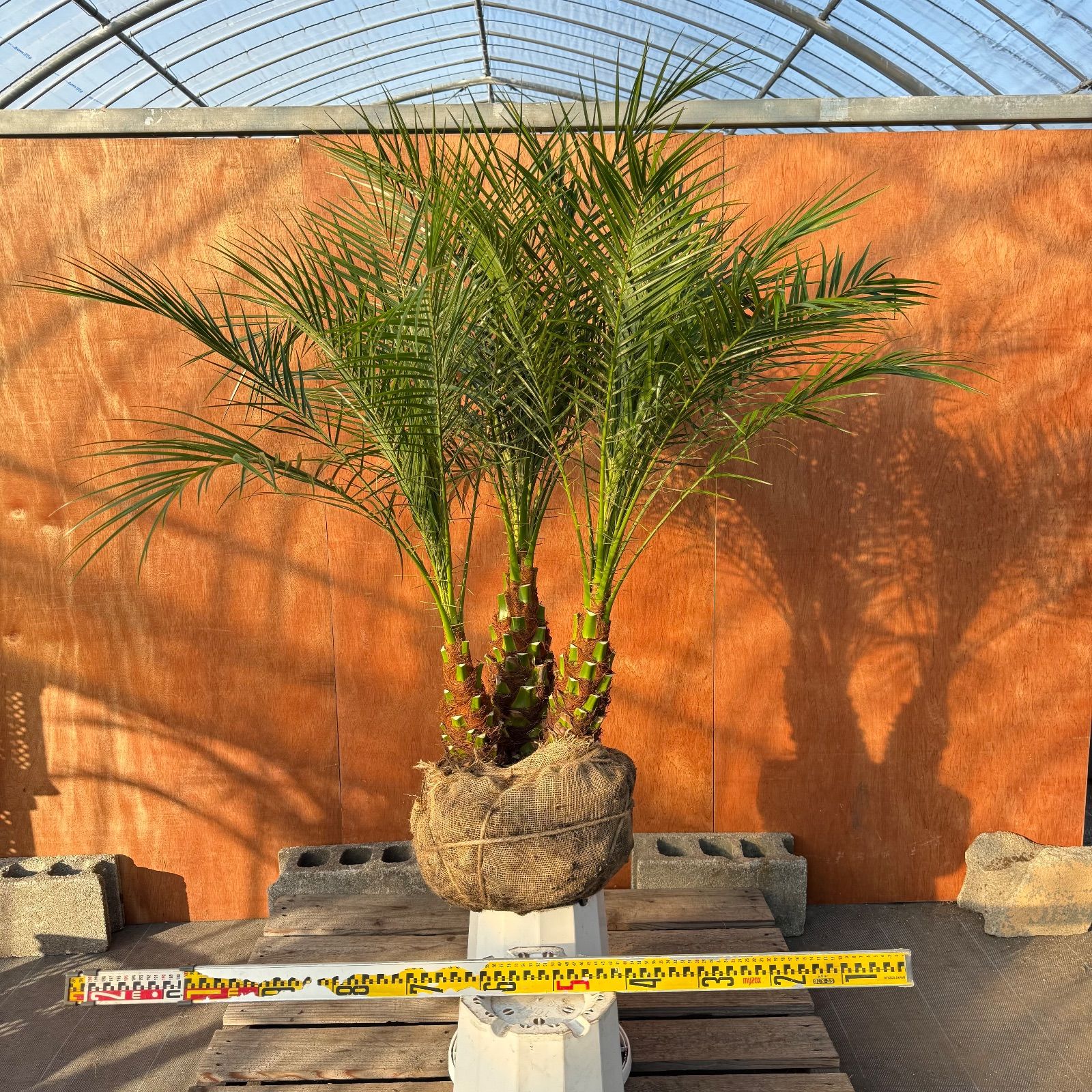 限定株】フェニックス・ロベレニー🌴 3本立ち 希少な極太幹✨ 葉先約