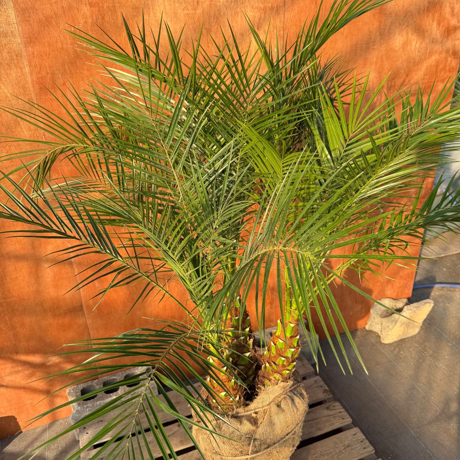 限定株】フェニックス・ロベレニー🌴 3本立ち 希少な極太幹✨ 葉先約