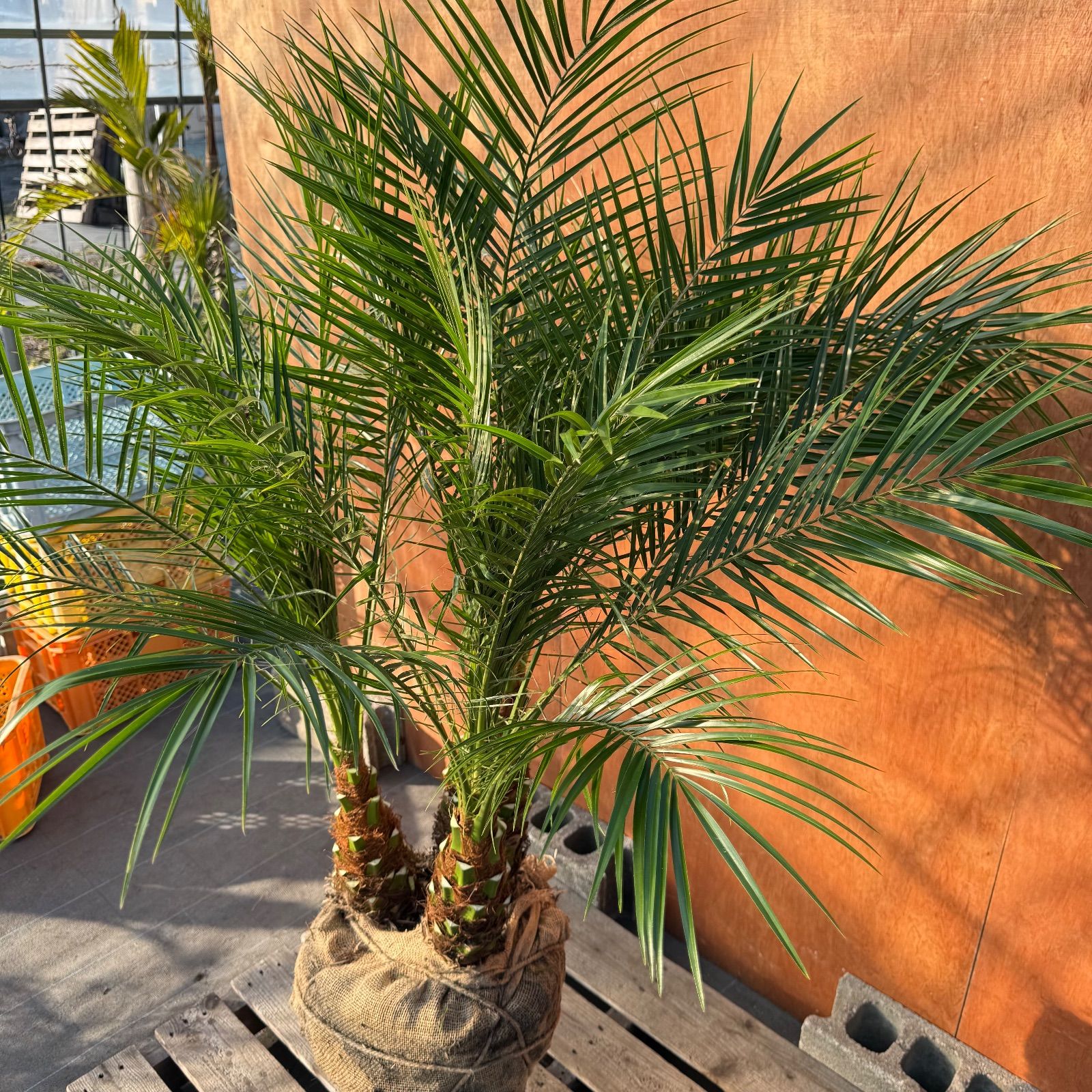 限定株】フェニックス・ロベレニー🌴 3本立ち 希少な極太幹✨ 葉先約